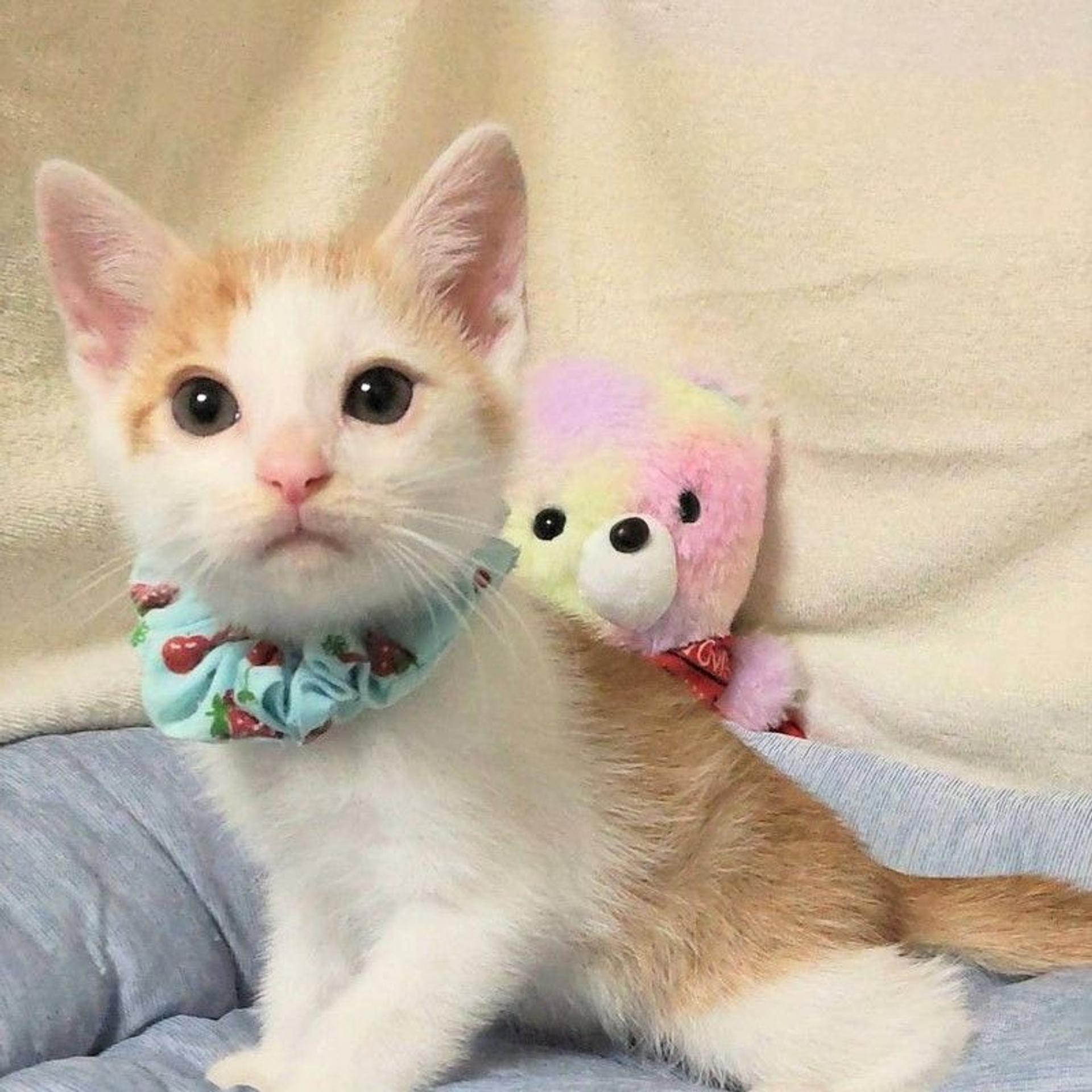 pet-image-3