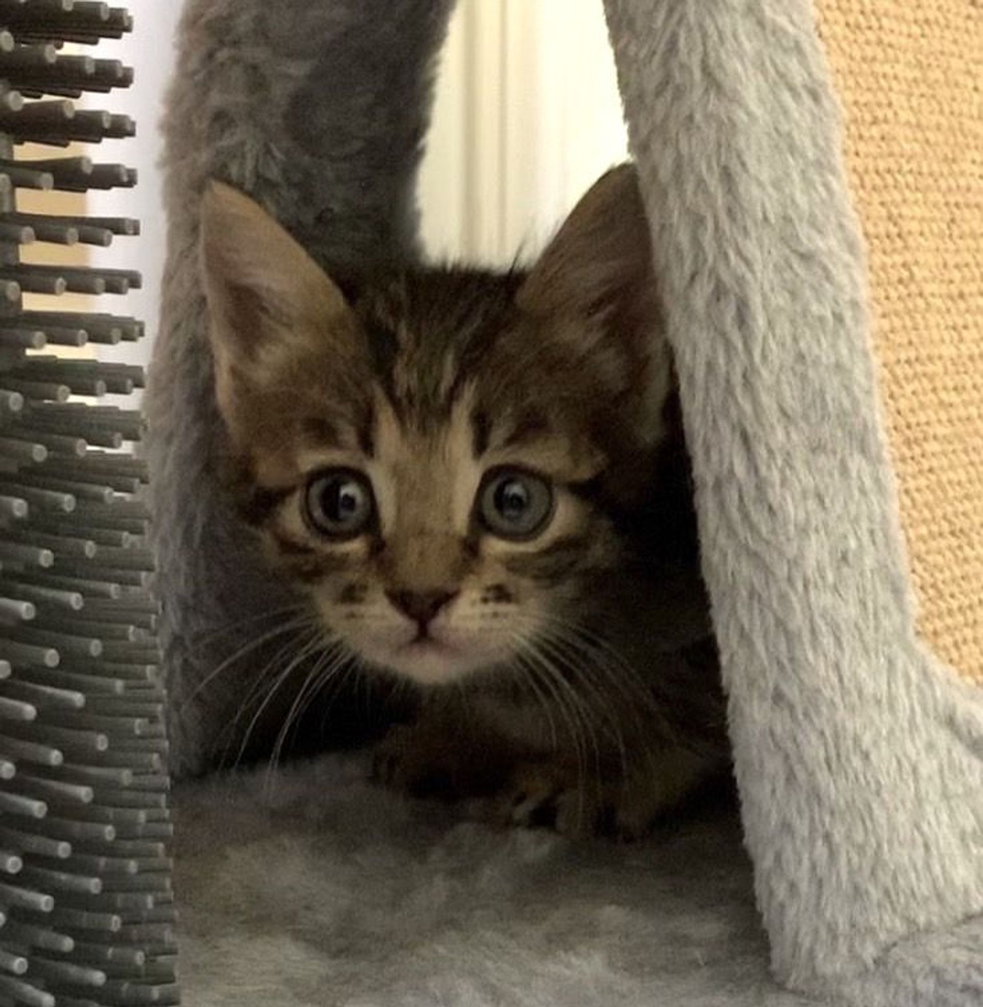 雑種（ミックス猫）・メスの里親募集の写真