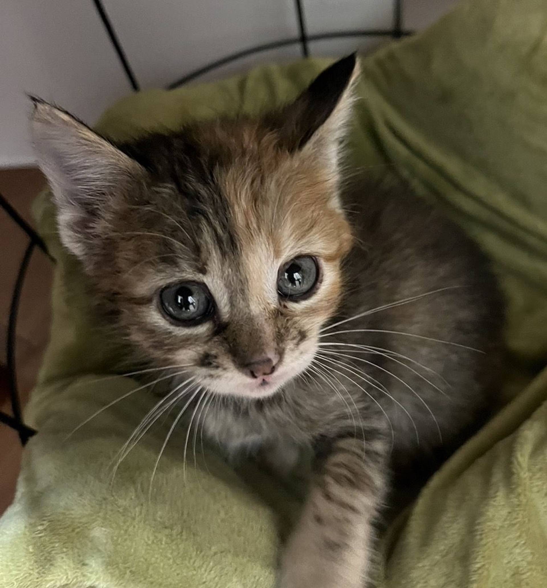 雑種（ミックス猫）・メスの里親募集の写真