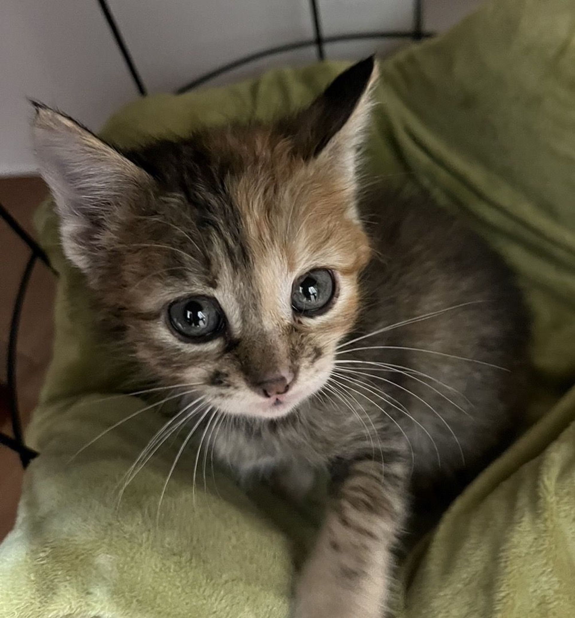 雑種（ミックス猫）・メスの里親募集の写真