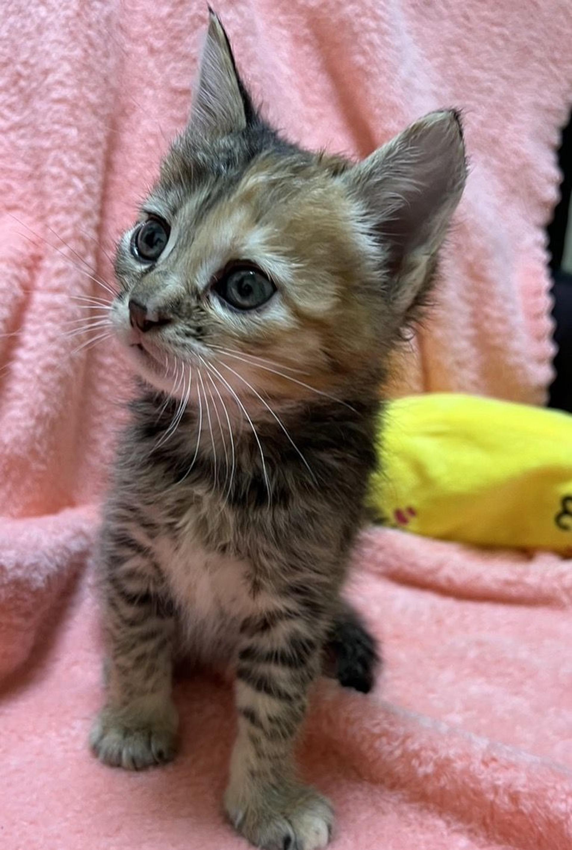 pet-image-2