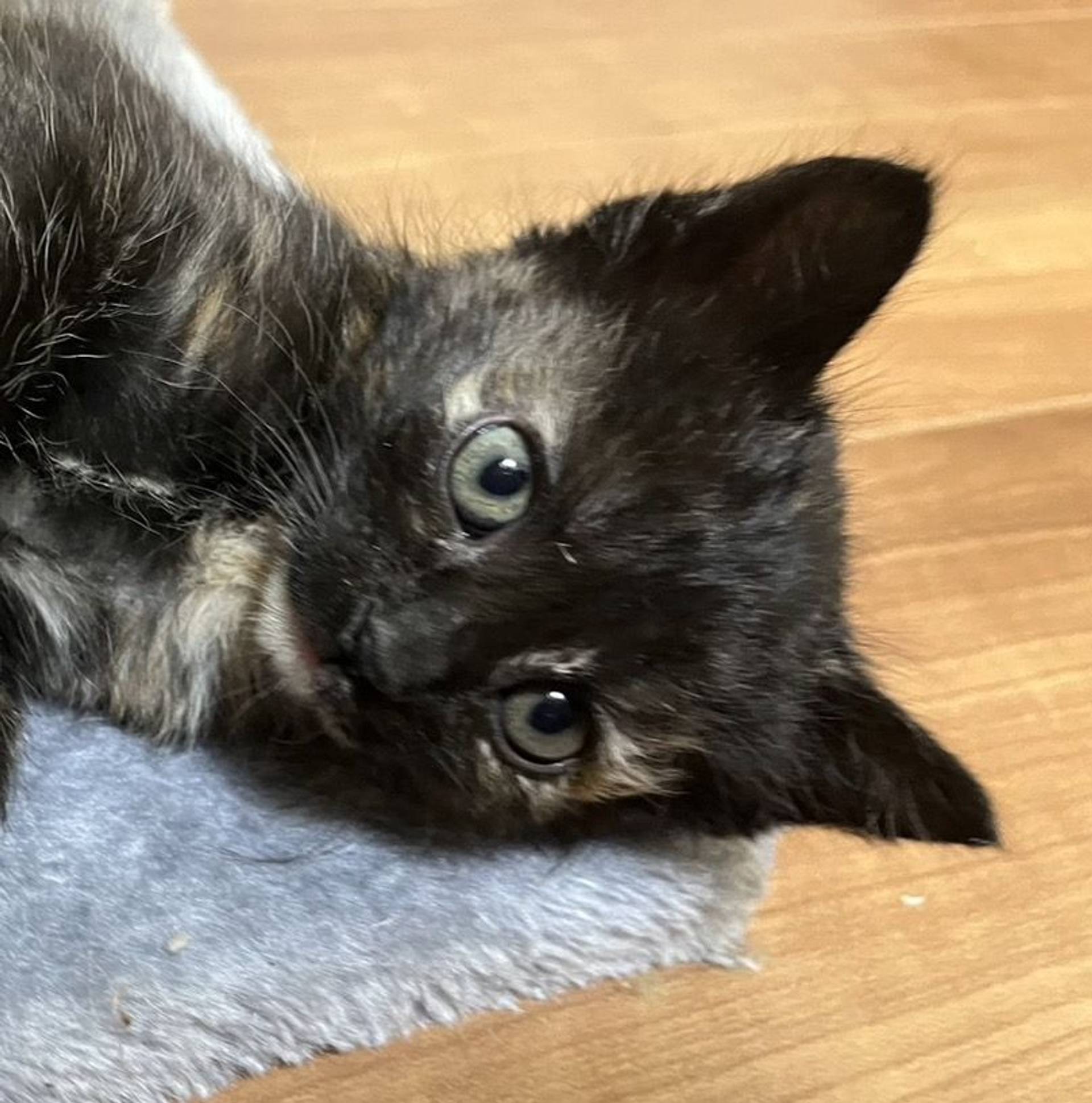 雑種（ミックス猫）・メスの里親募集の写真