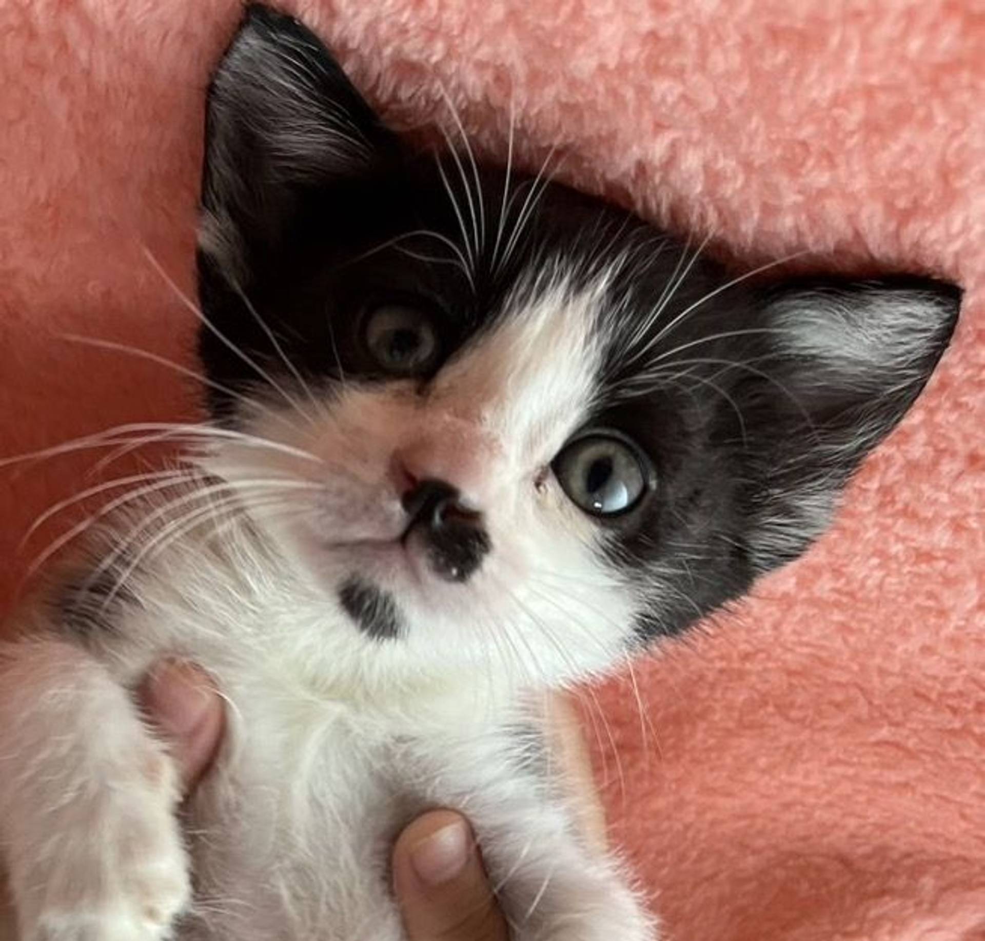 雑種（ミックス猫）・オスの里親募集の写真