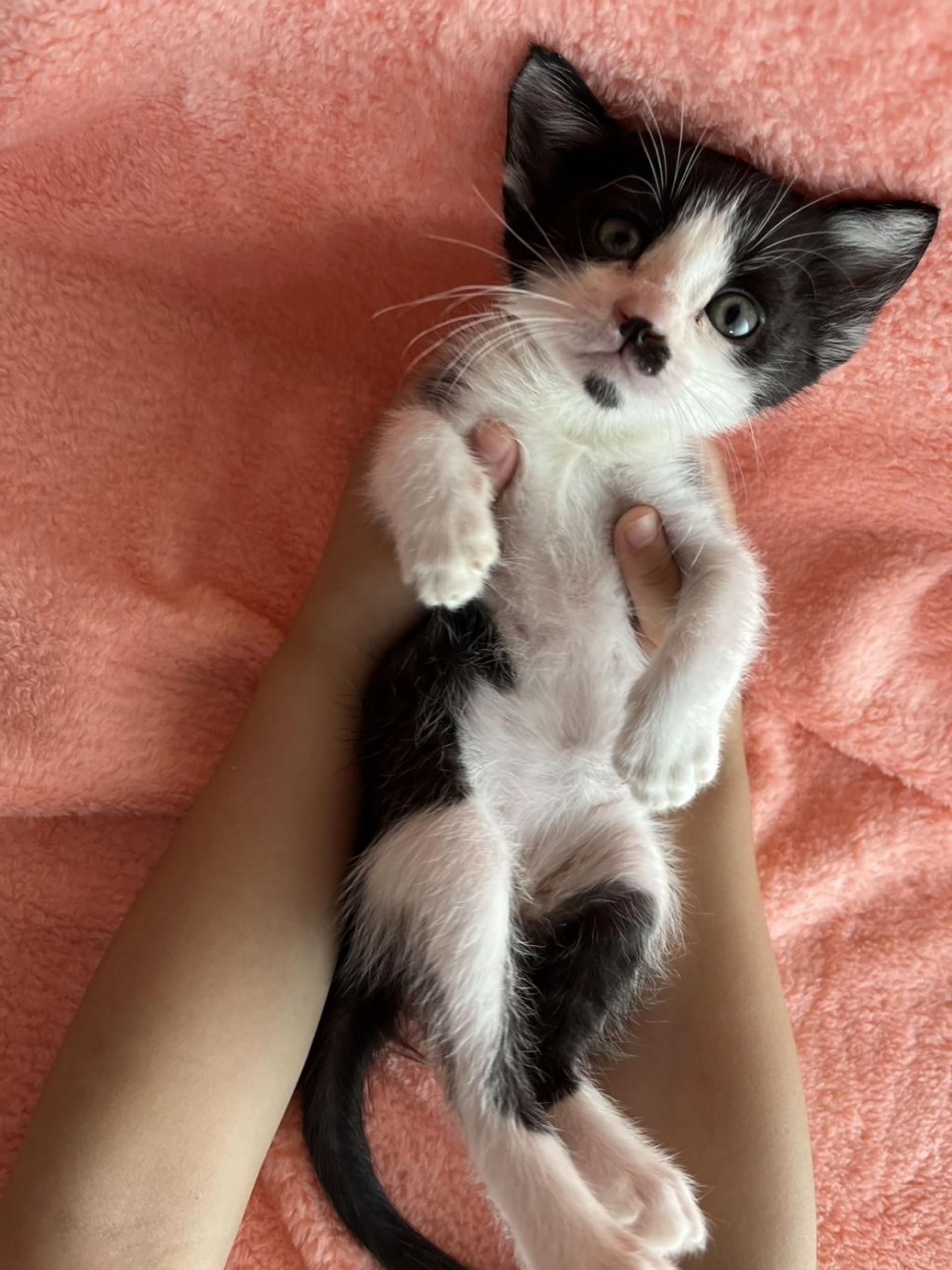 pet-image-3