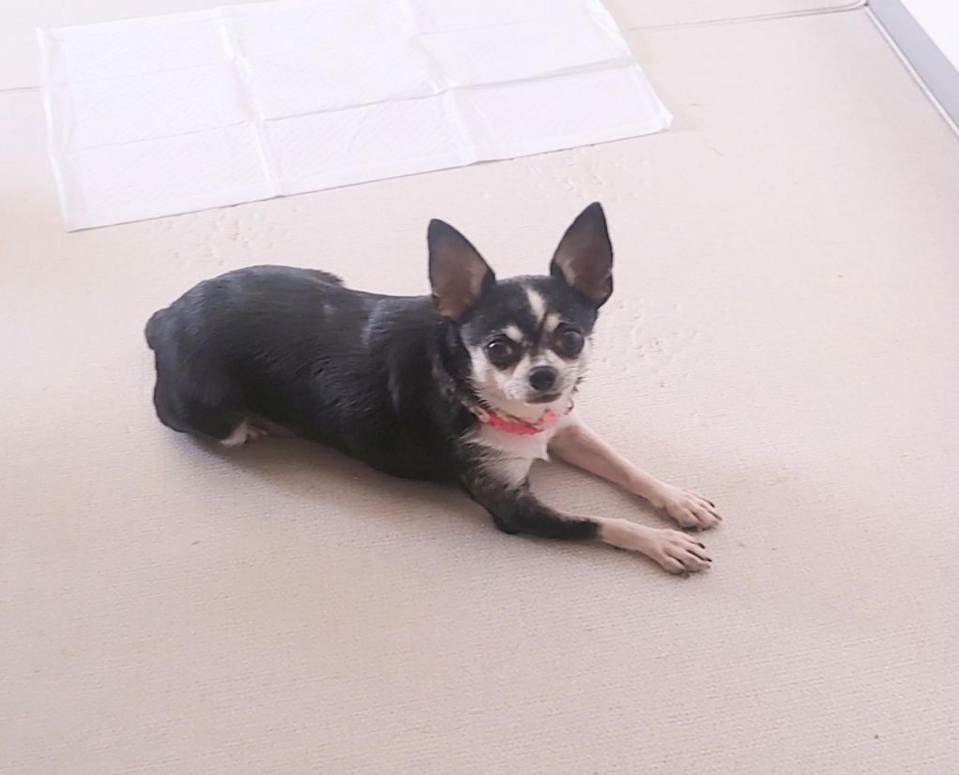 pet-image-3