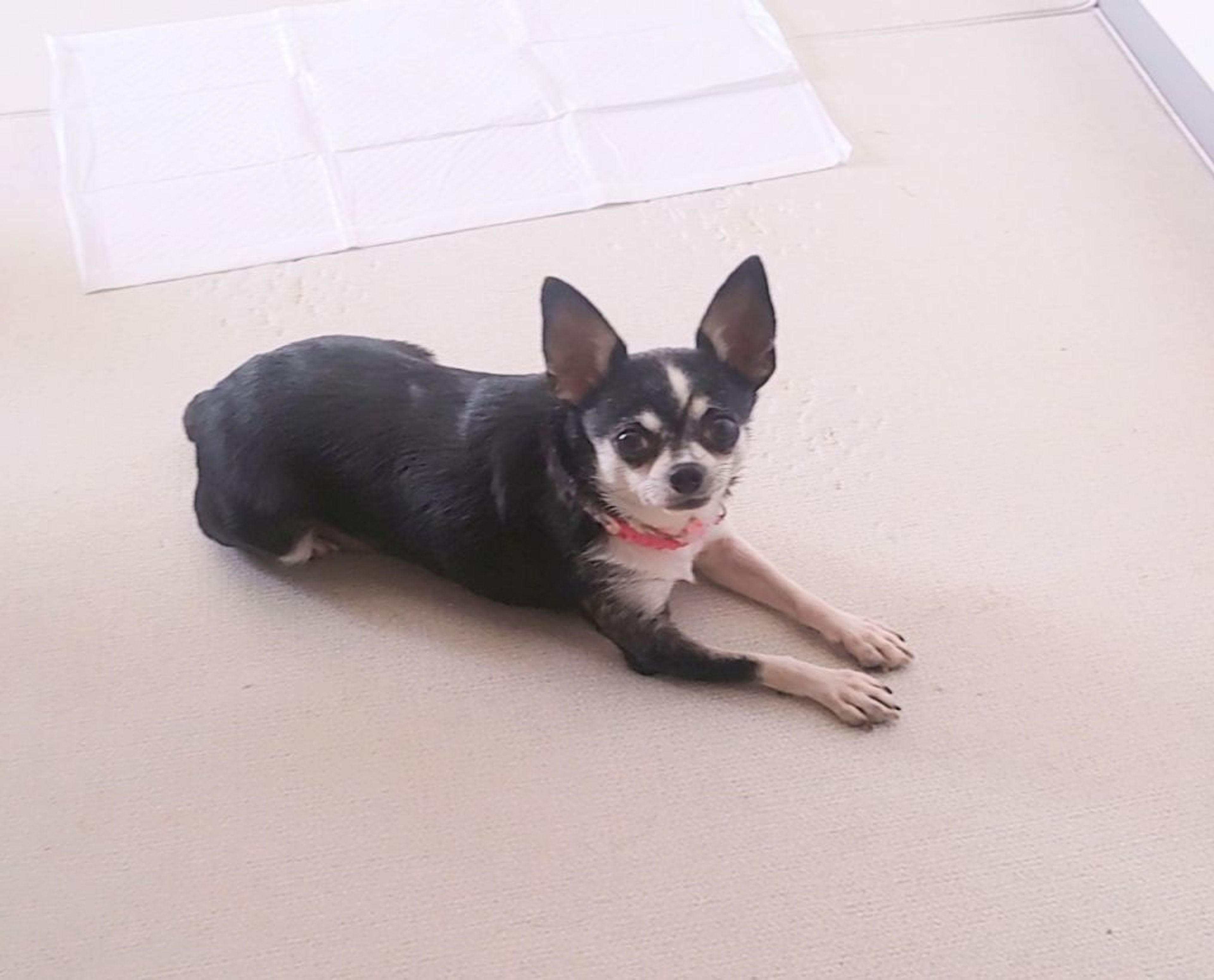 pet-image-3
