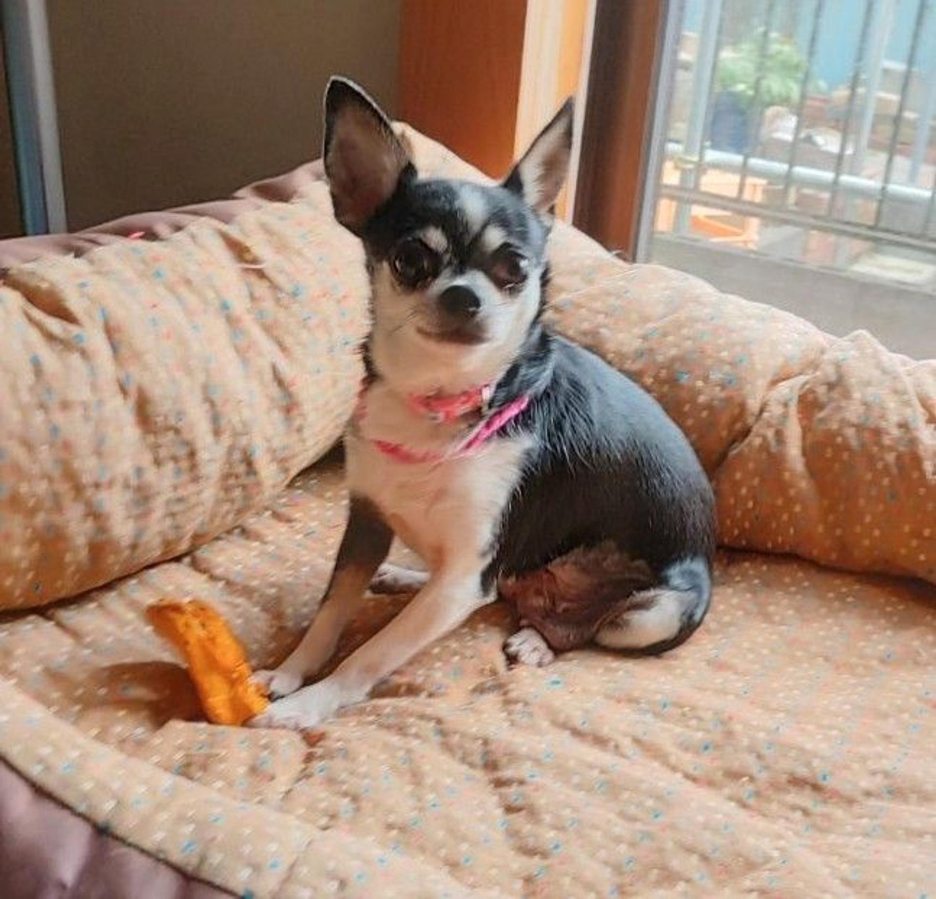 pet-image-5