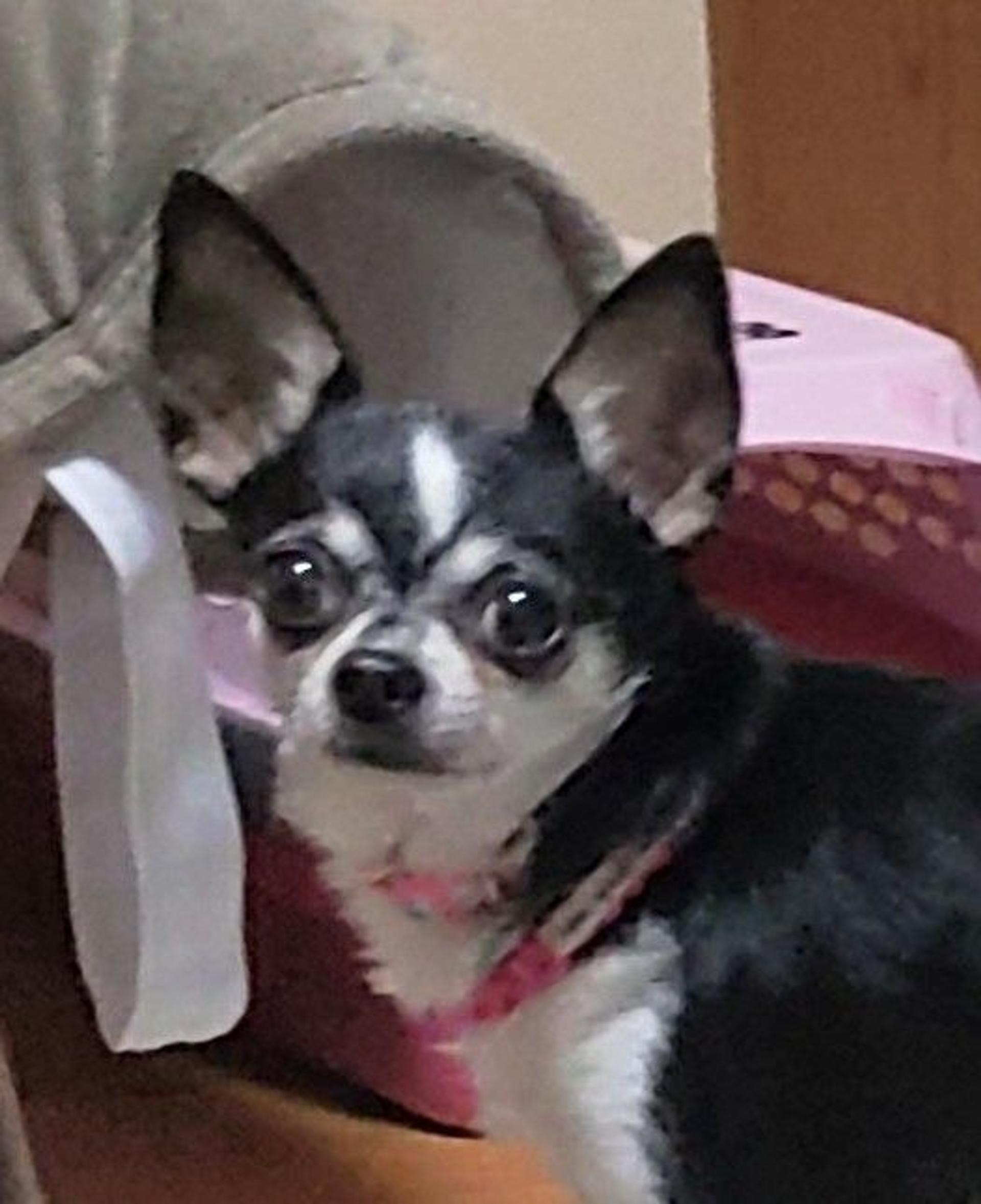pet-image-6