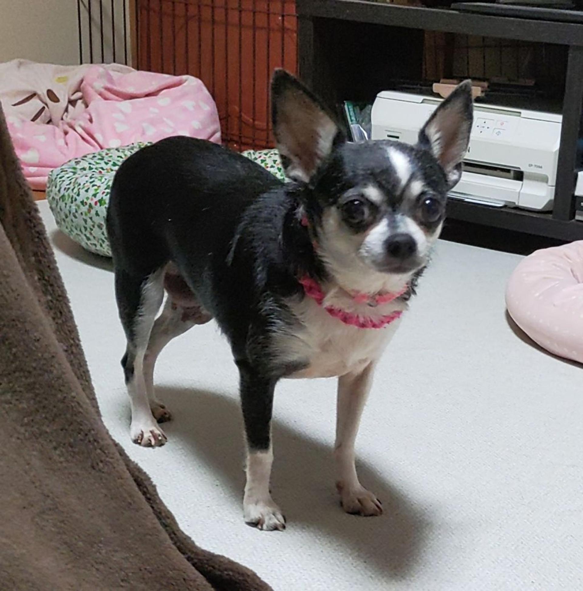 pet-image-8
