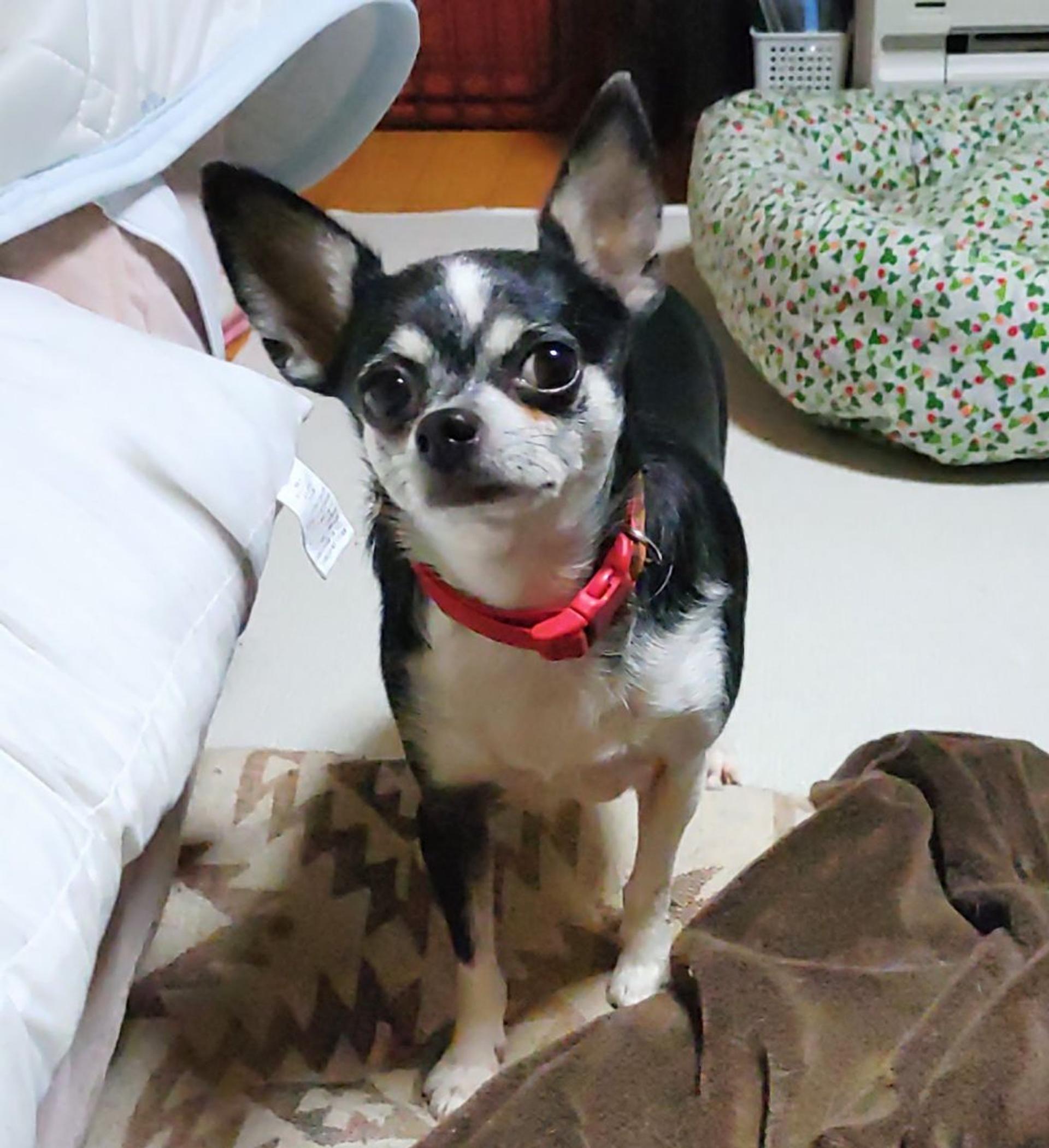 pet-image-9