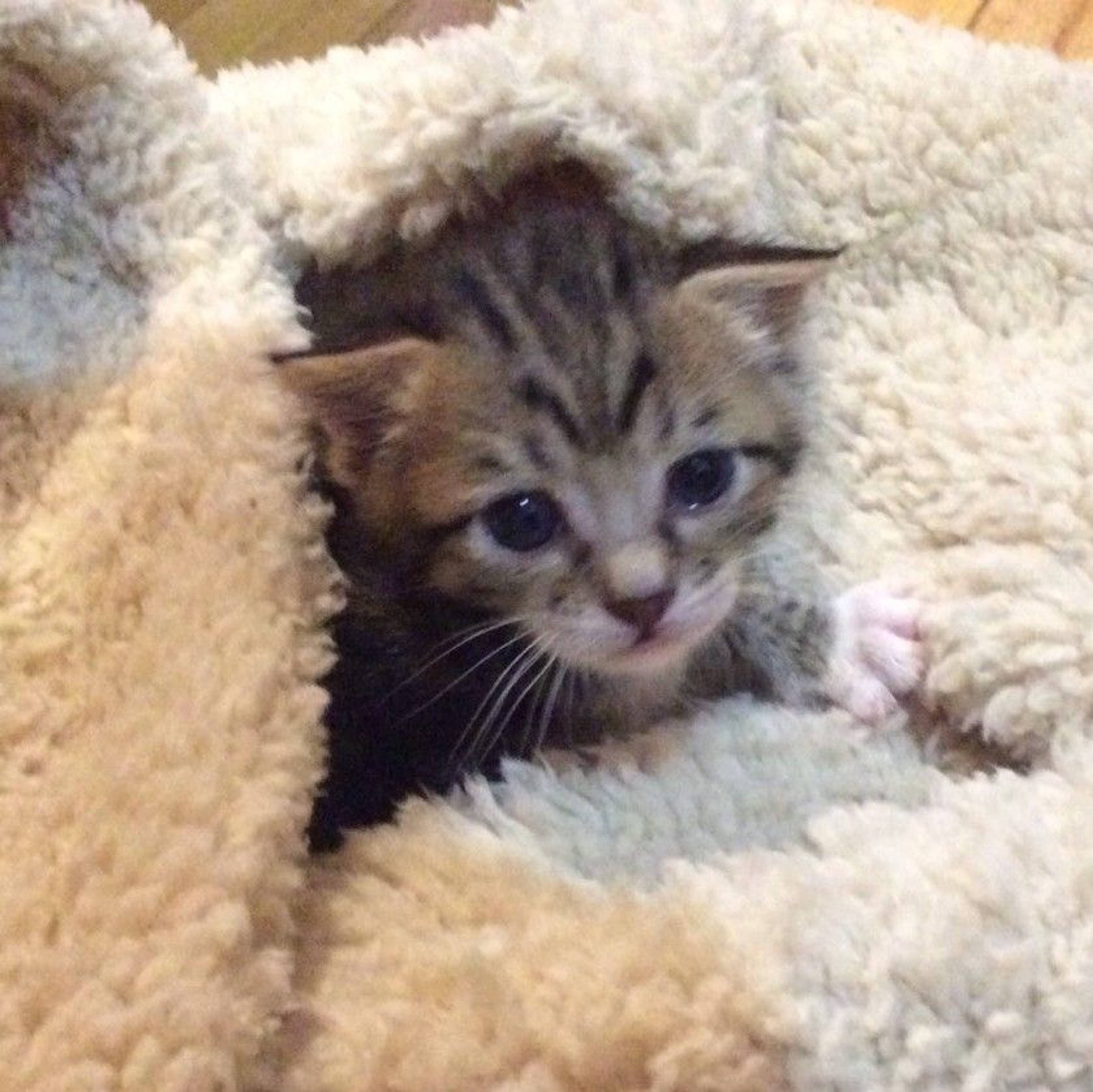 雑種（ミックス猫）・オスの里親募集の写真