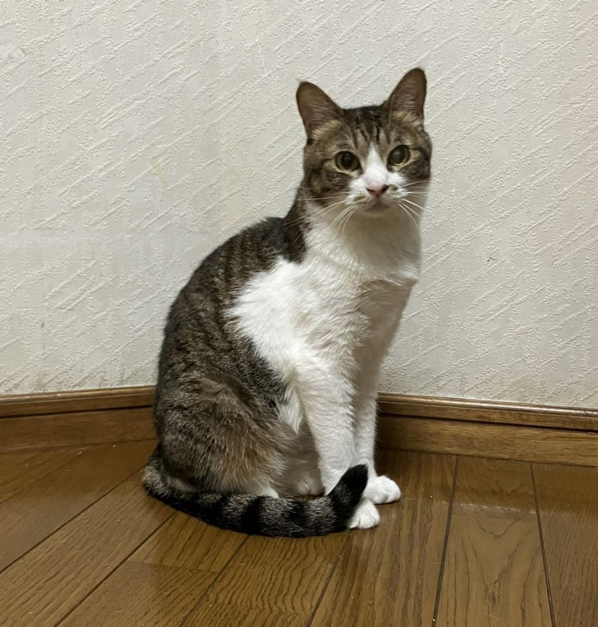 pet-image-2