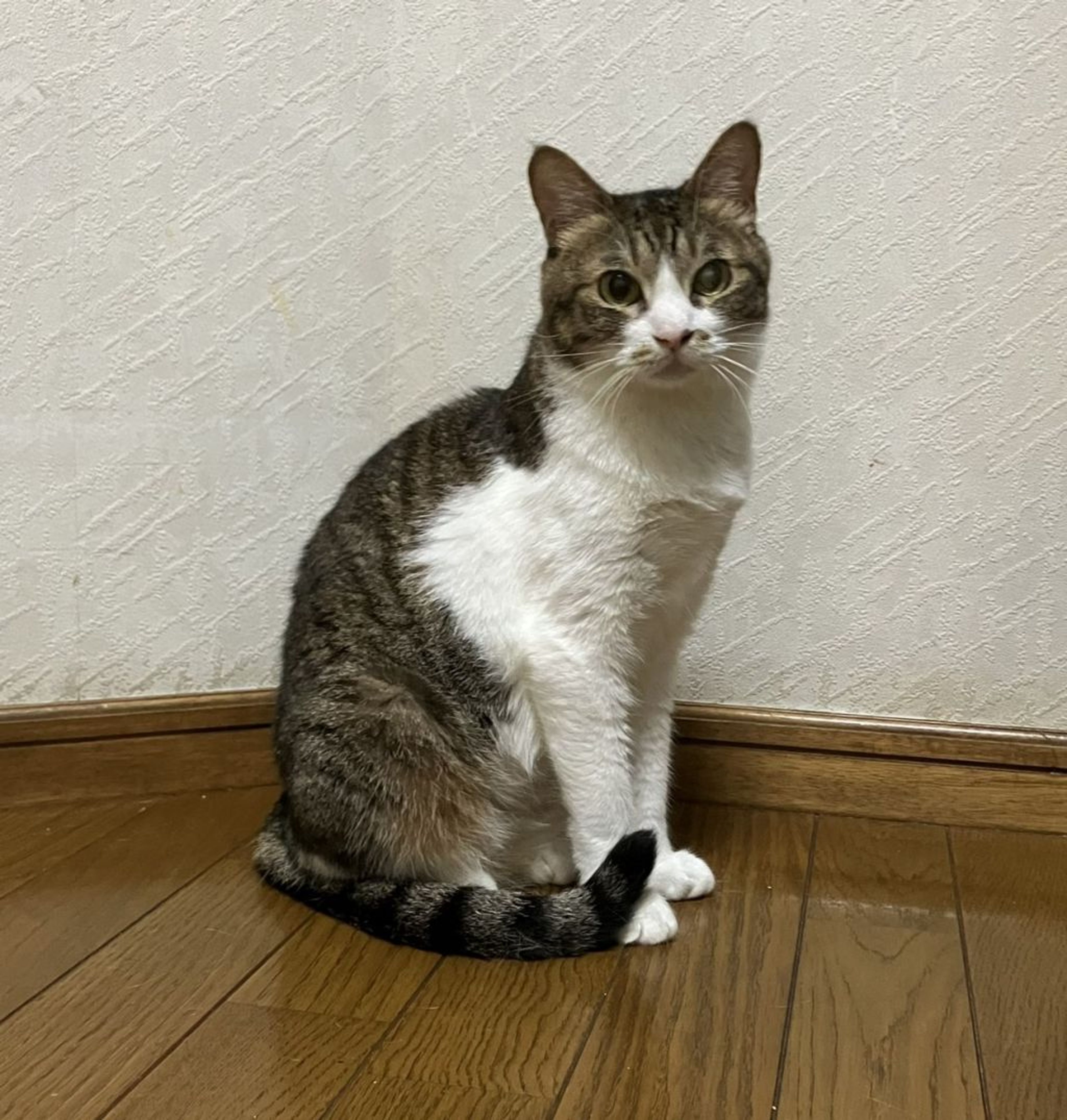 pet-image-2