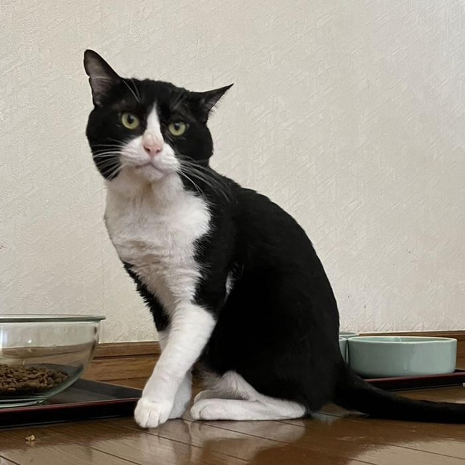 pet-image-2