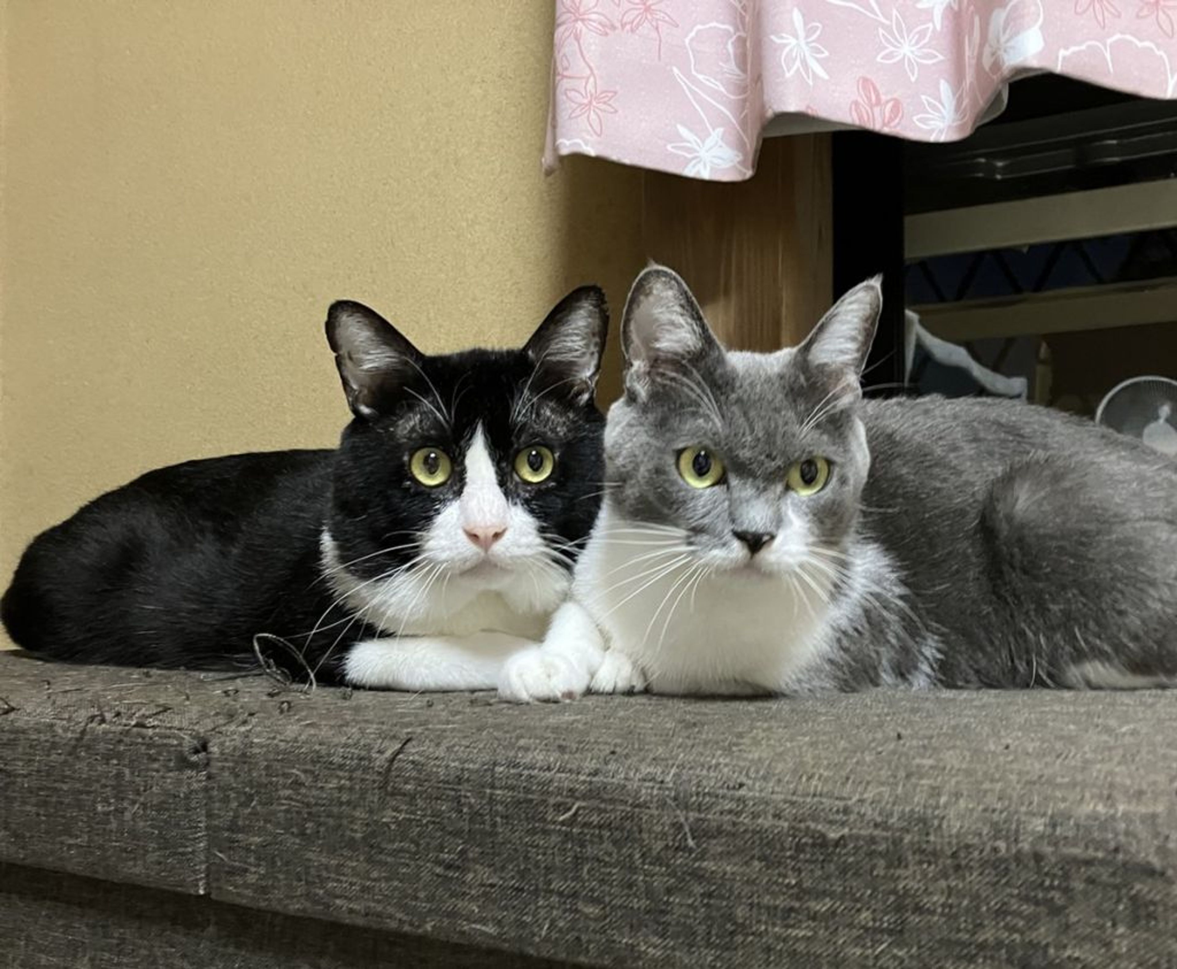 pet-image-5
