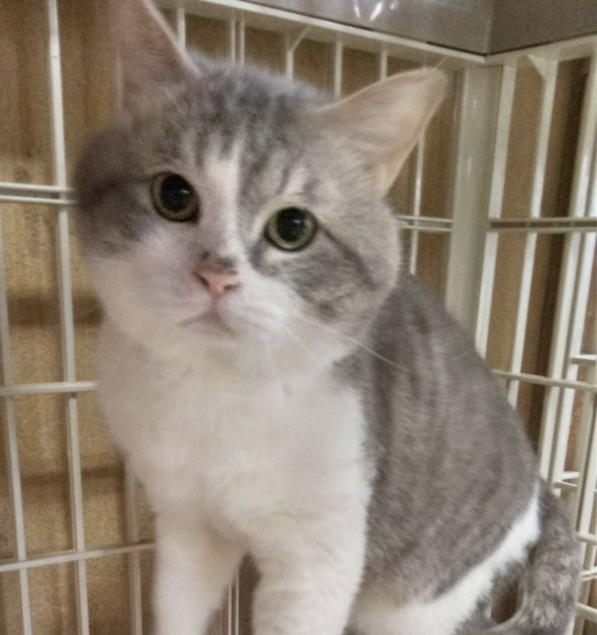 雑種（ミックス猫）・オスの里親募集の写真