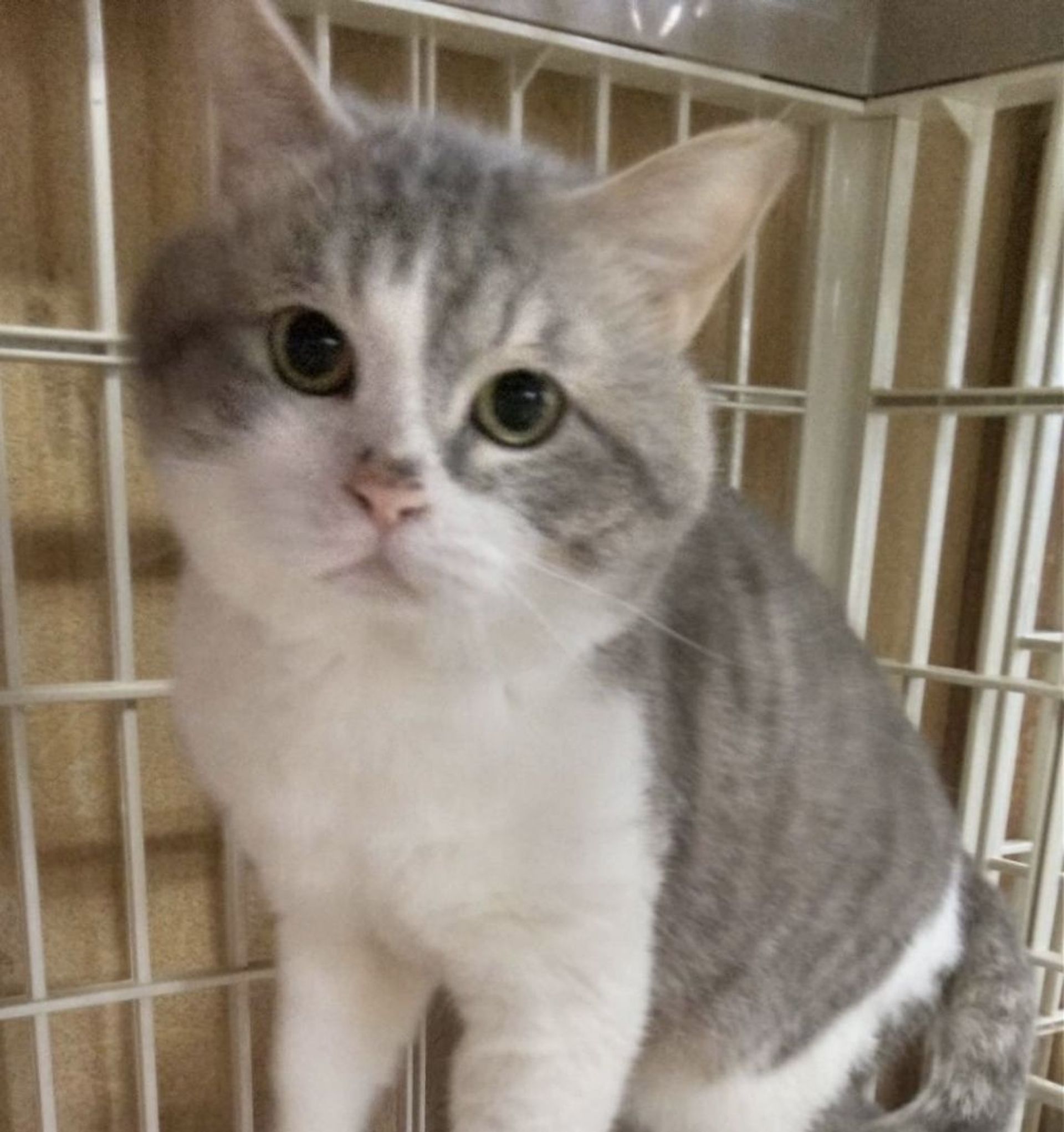 雑種（ミックス猫）・オスの里親募集の写真
