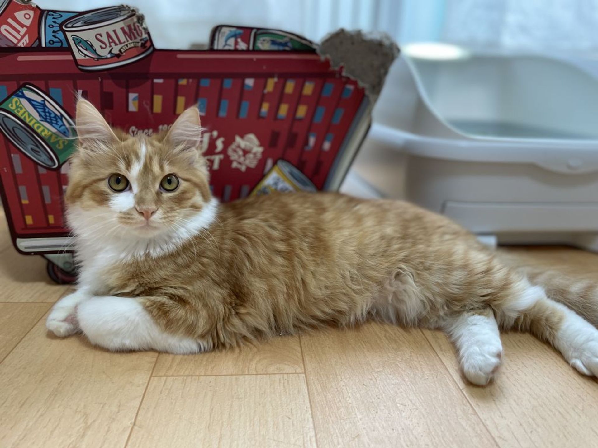 雑種（ミックス猫）・オスの里親募集の写真