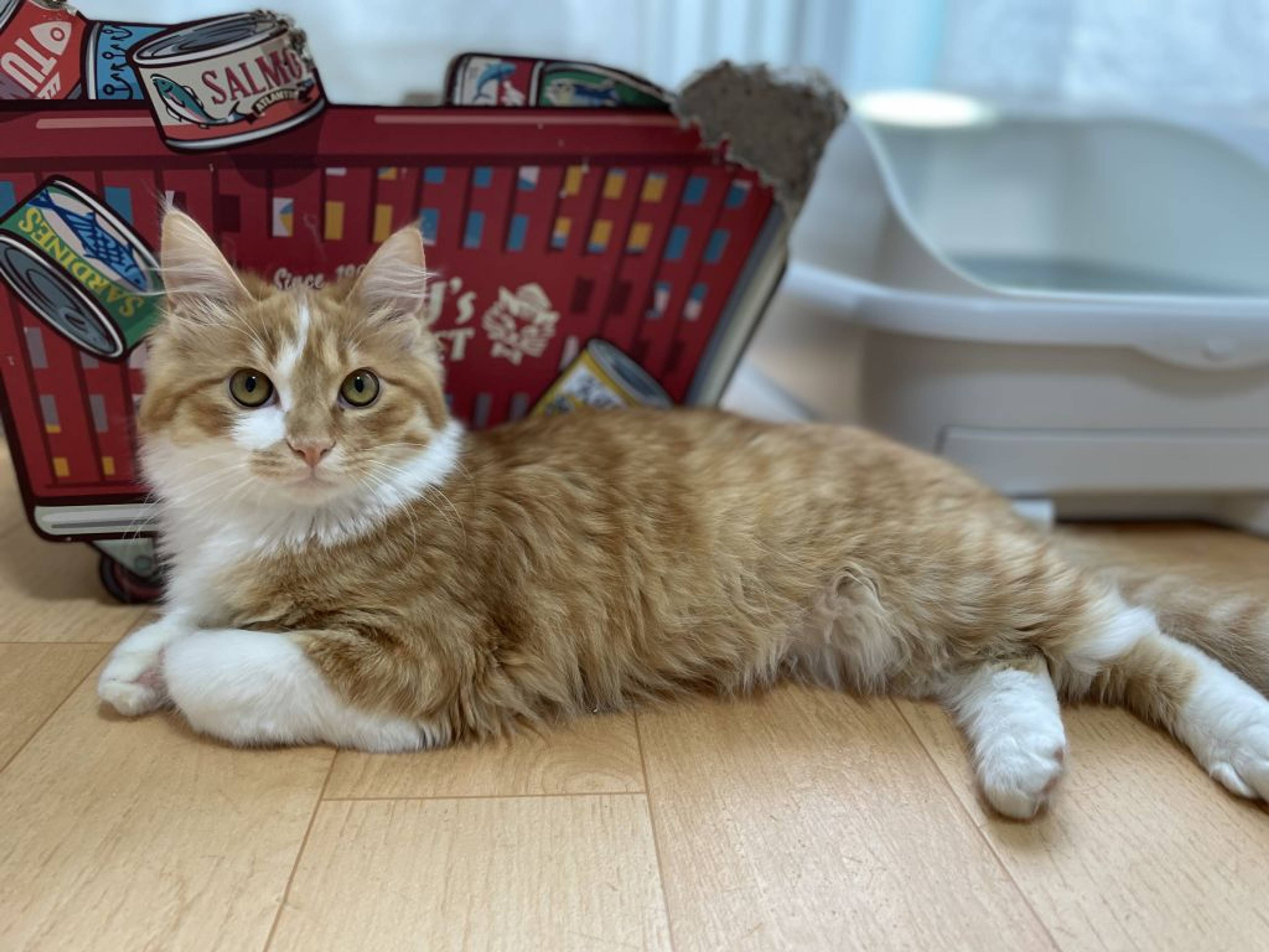 雑種（ミックス猫）・オスの里親募集の写真
