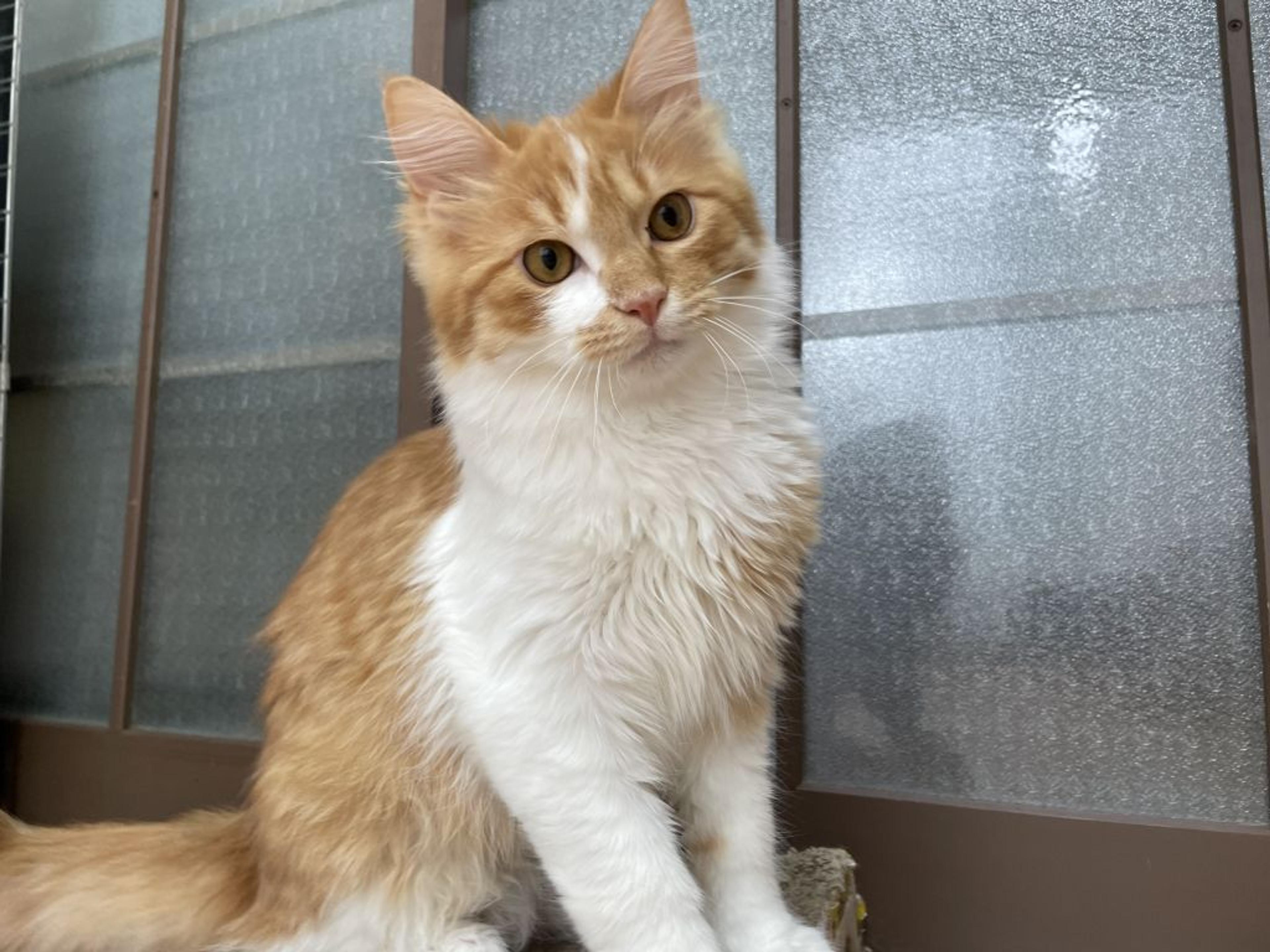 pet-image-4