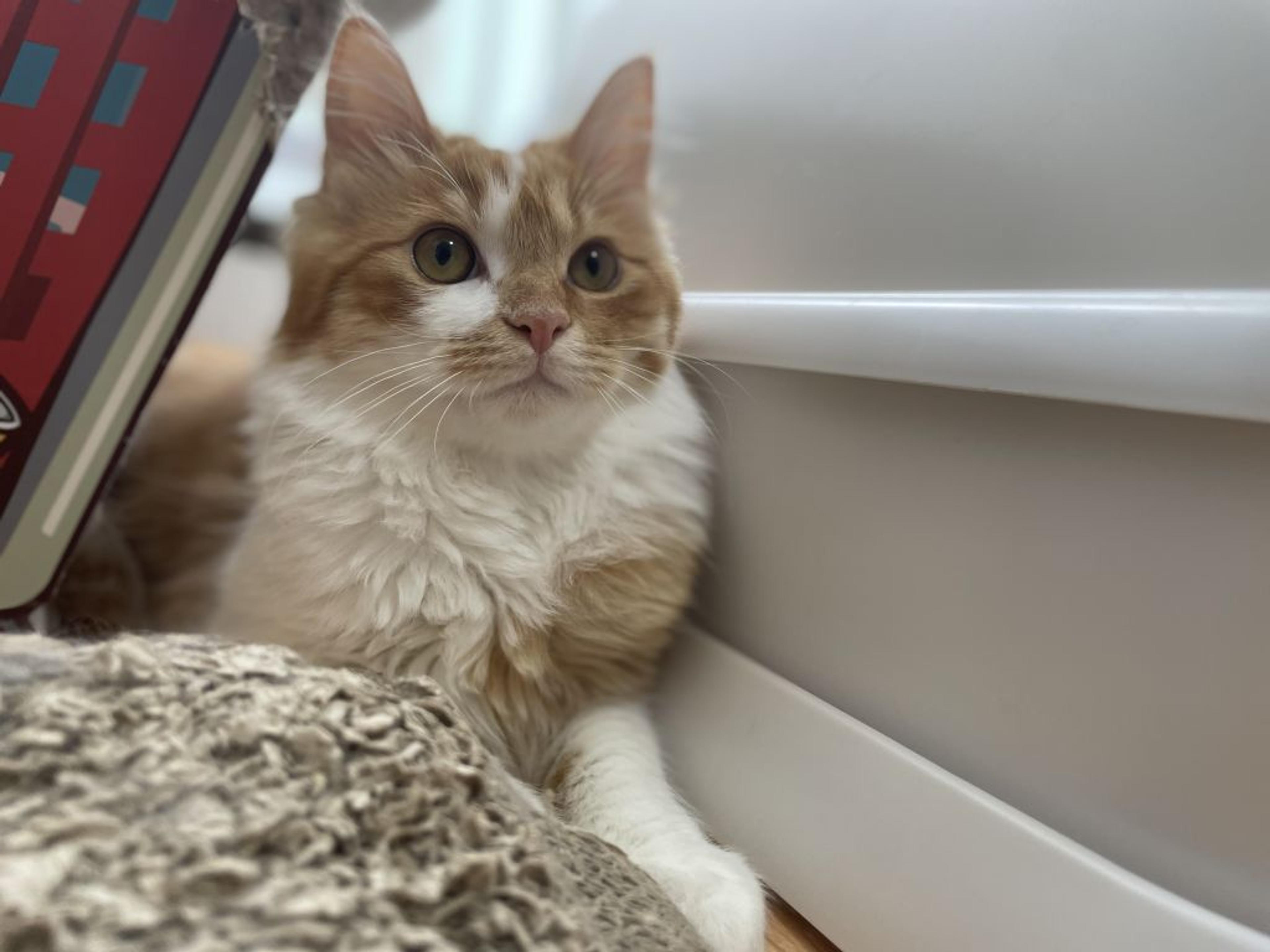 pet-image-5