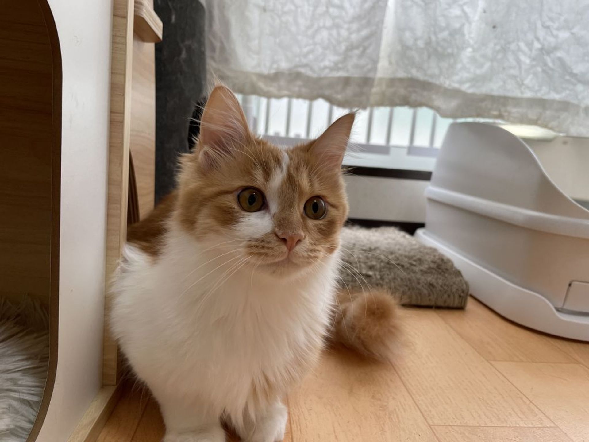 雑種（ミックス猫）・オスの里親募集の写真
