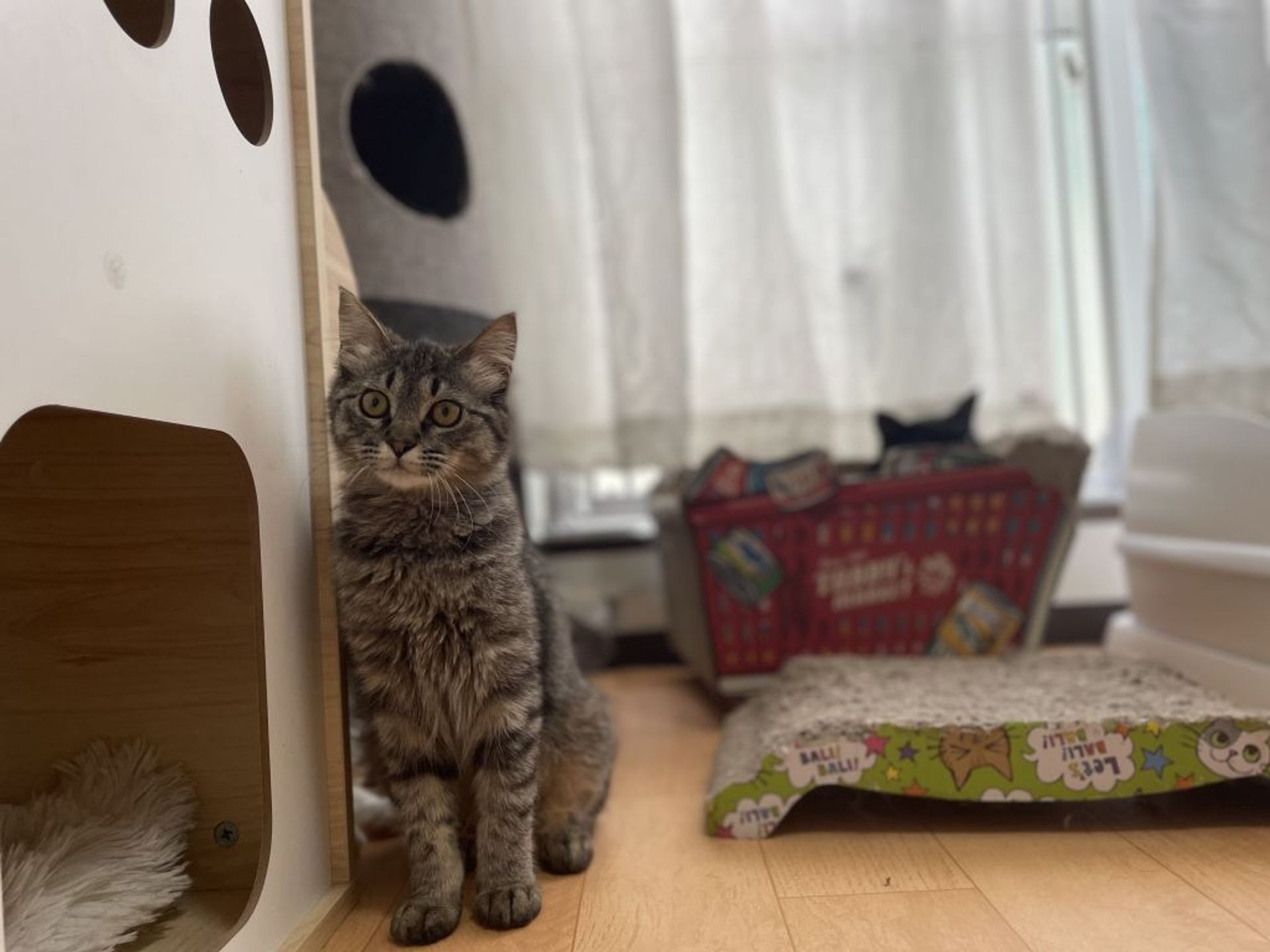 雑種（ミックス猫）・メスの里親募集の写真