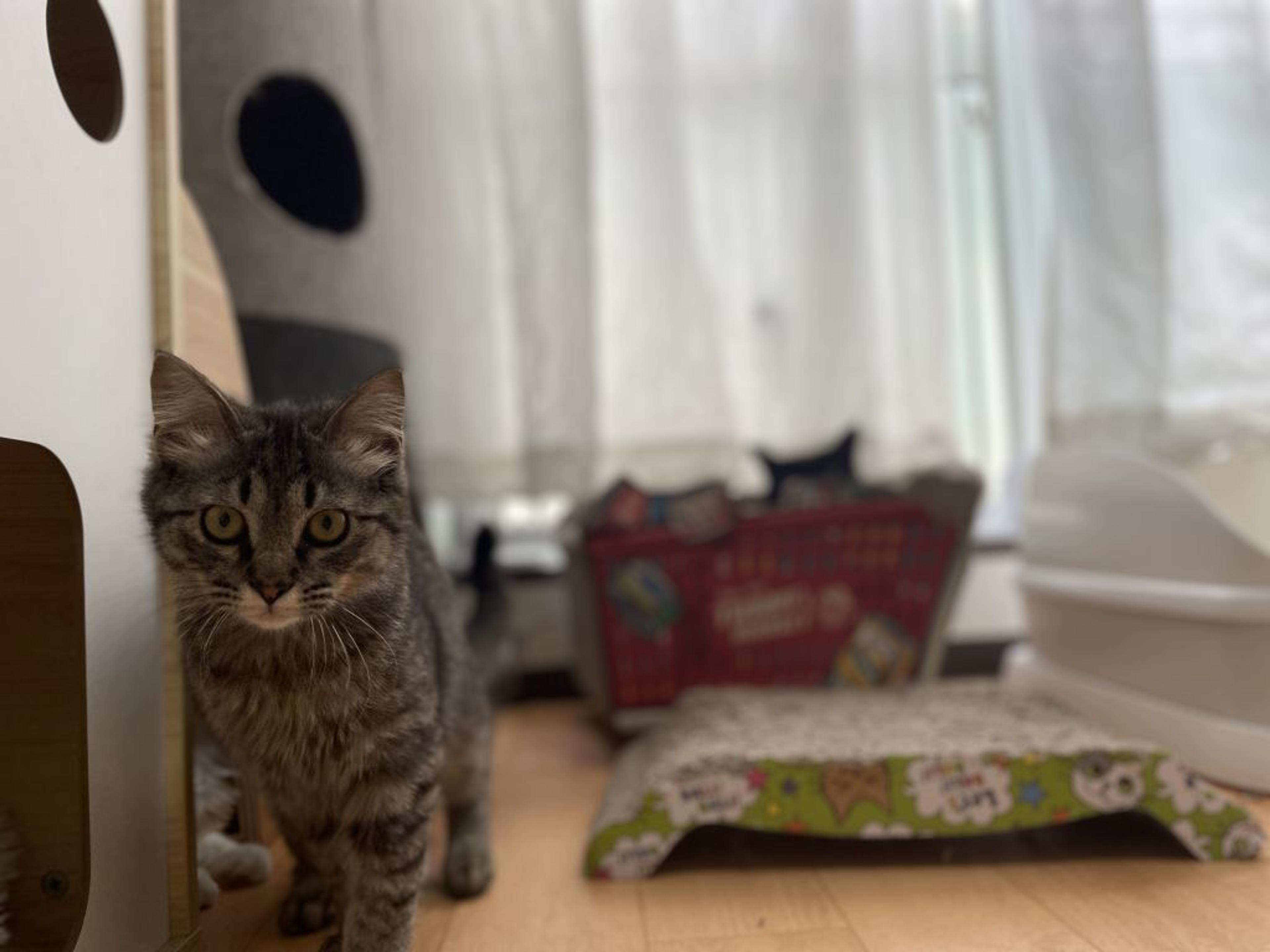 pet-image-2