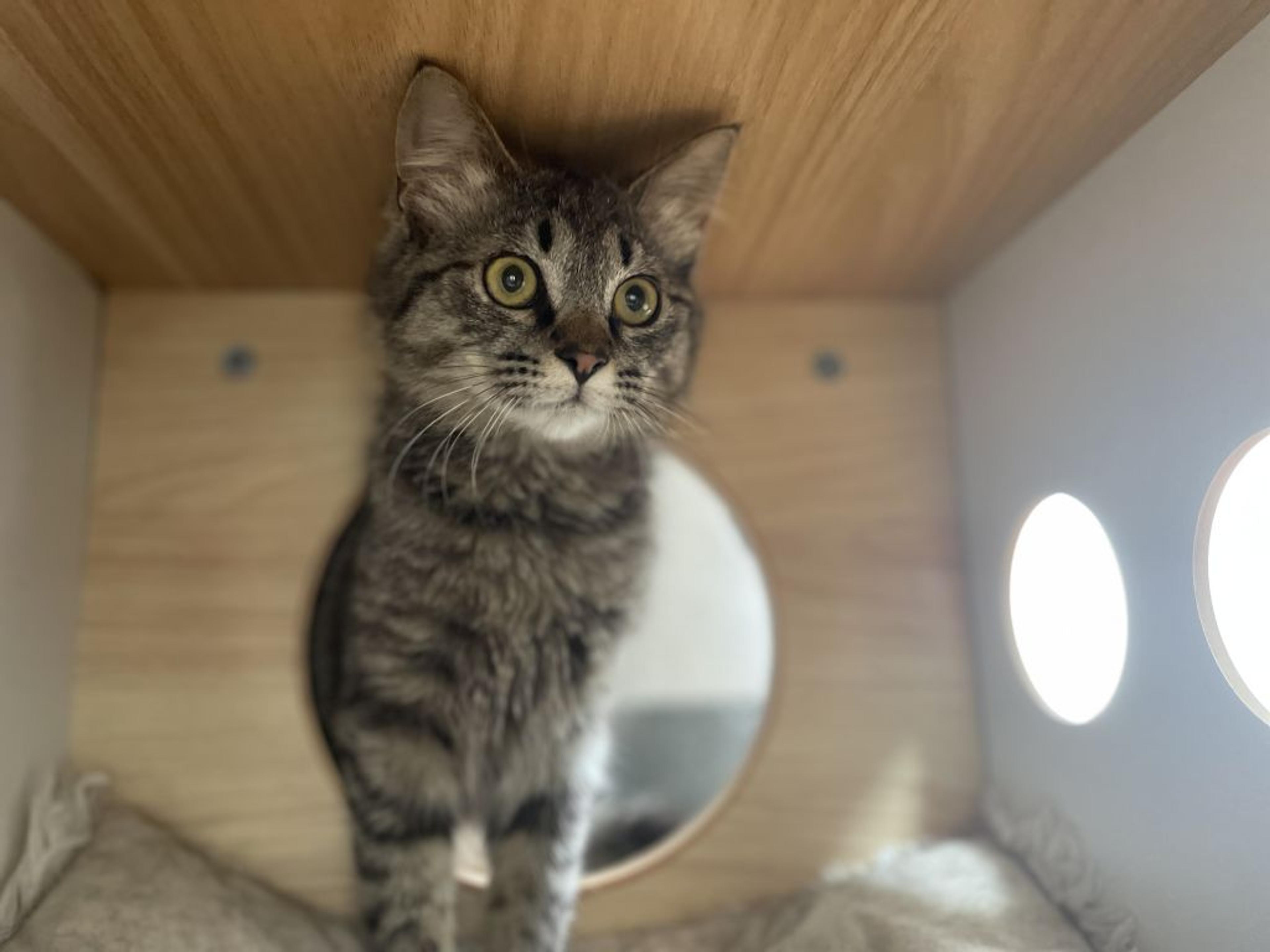 pet-image-4