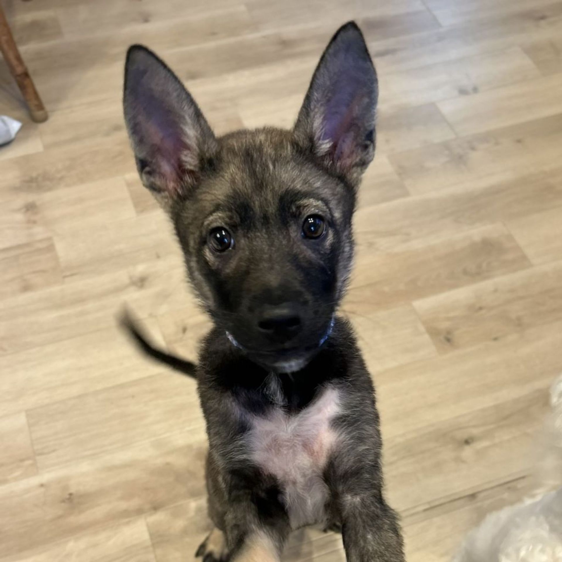 雑種（ミックス犬）・オスの里親募集の写真