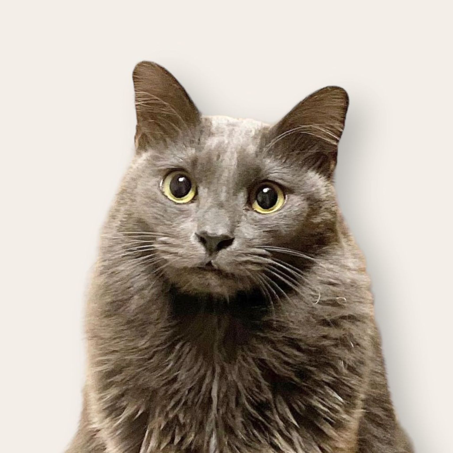 雑種（ミックス猫）・メスの里親募集の写真