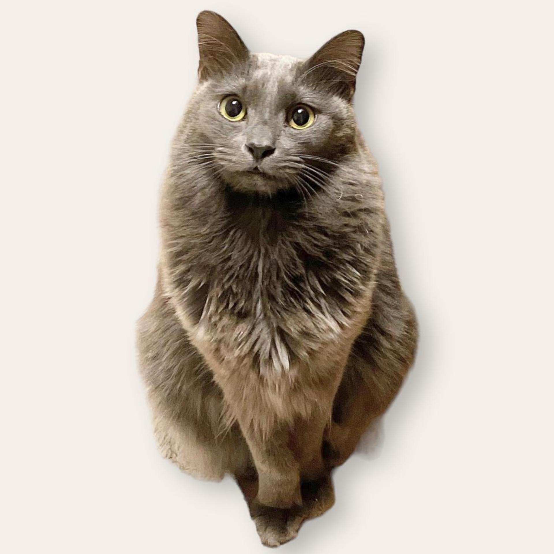 pet-image-2