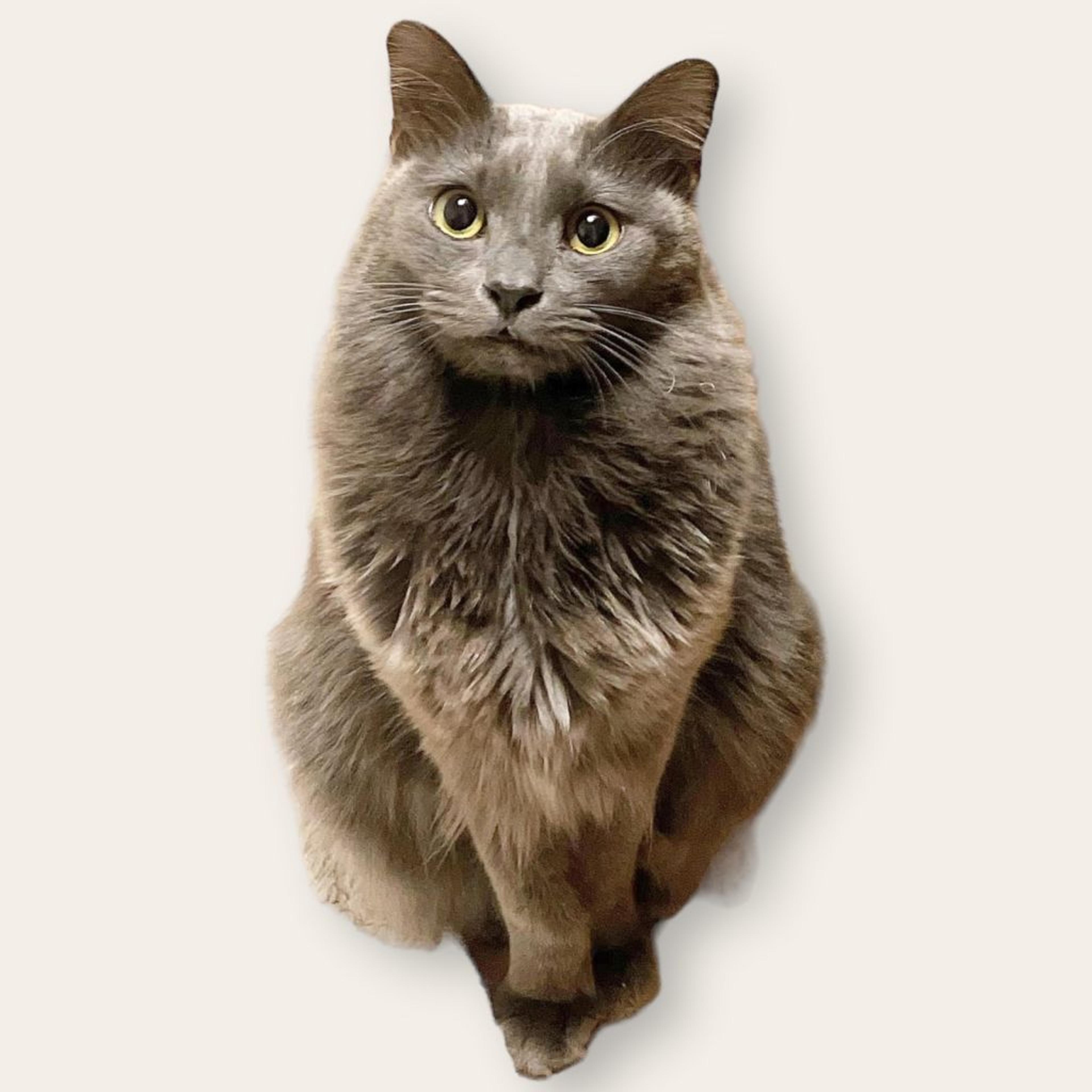pet-image-2