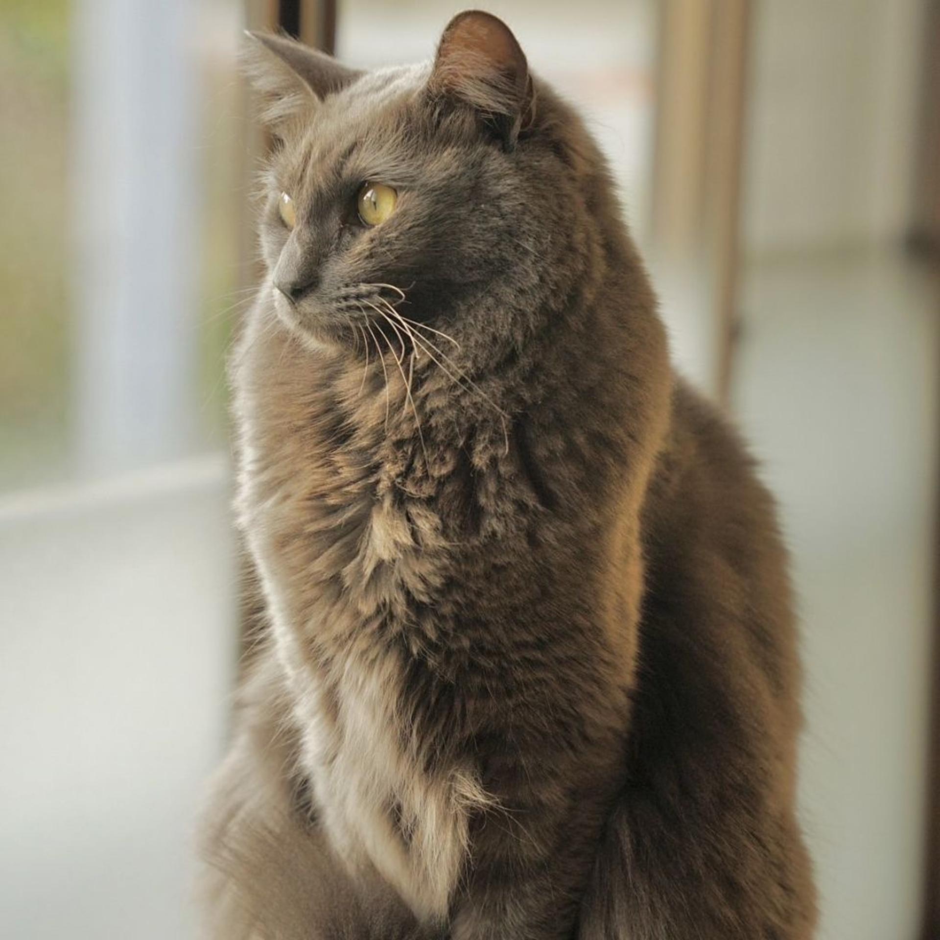 pet-image-3