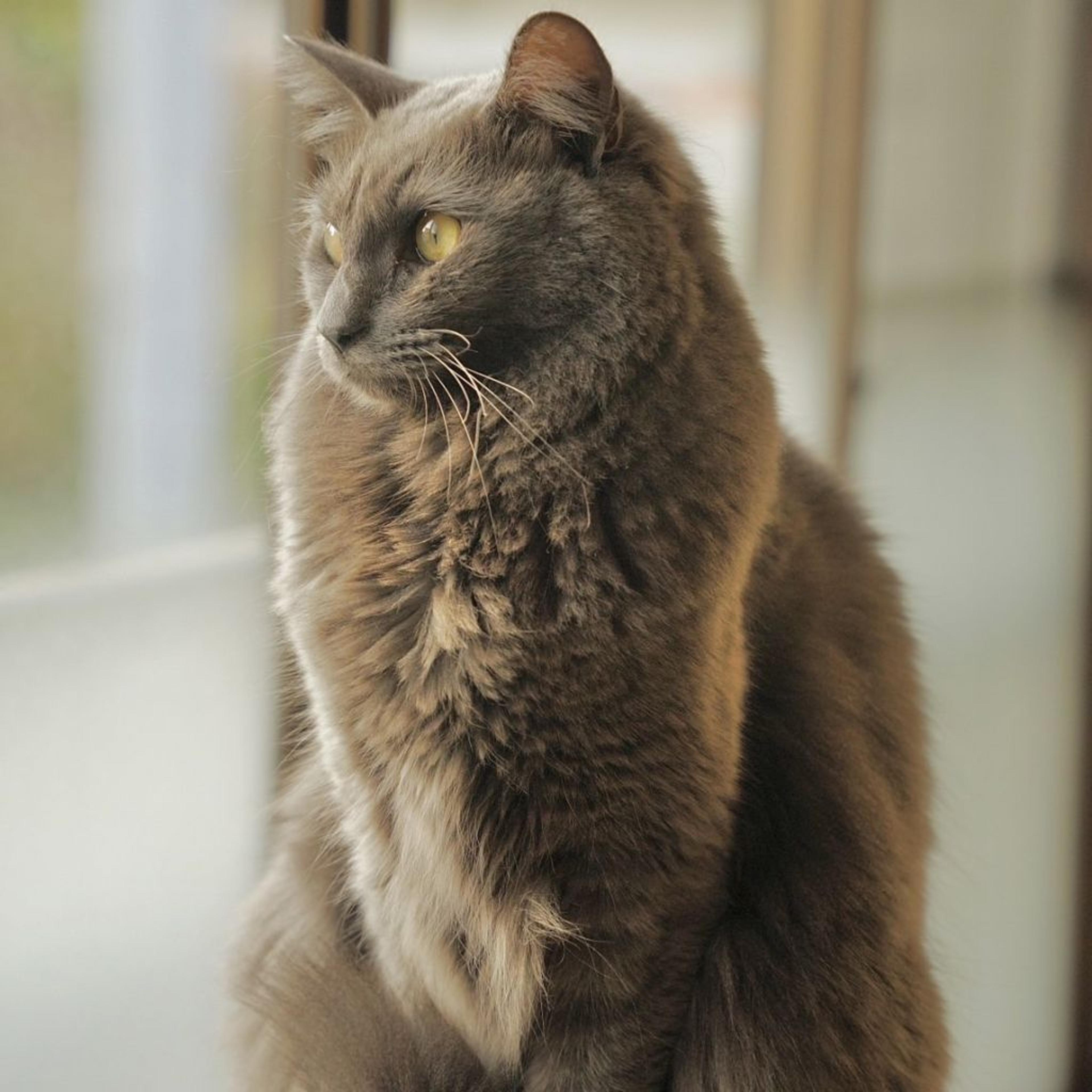 pet-image-3