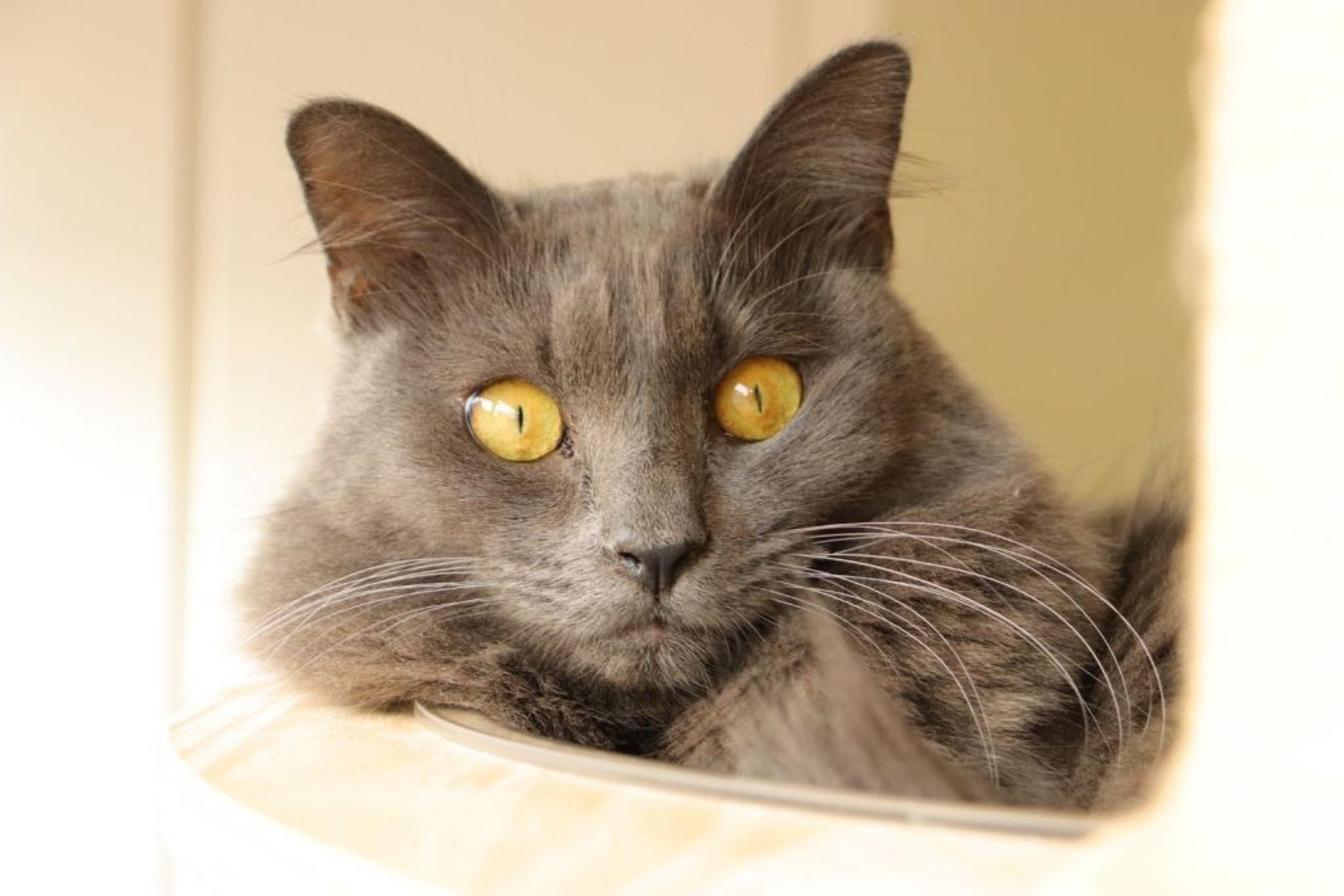 pet-image-4