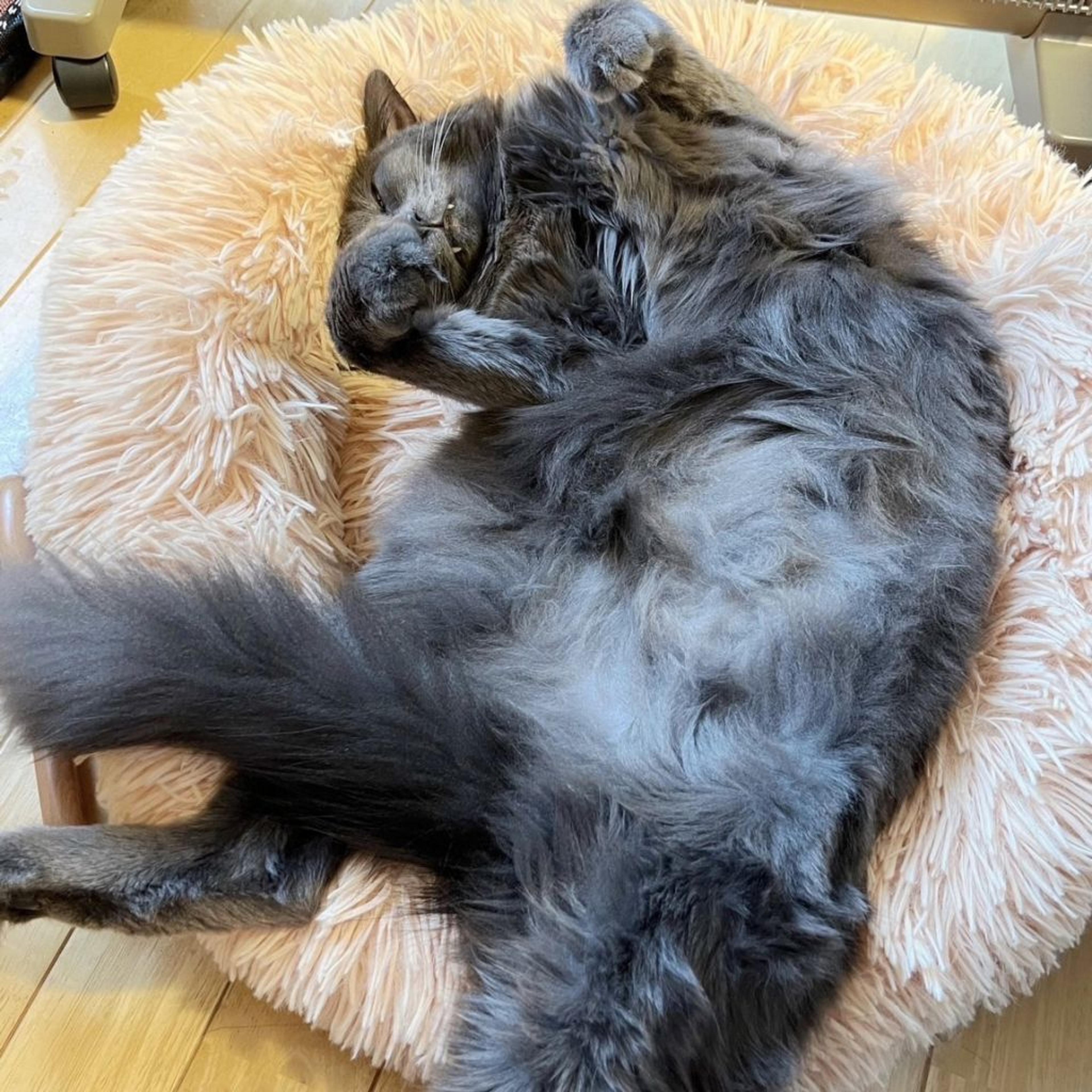 pet-image-5