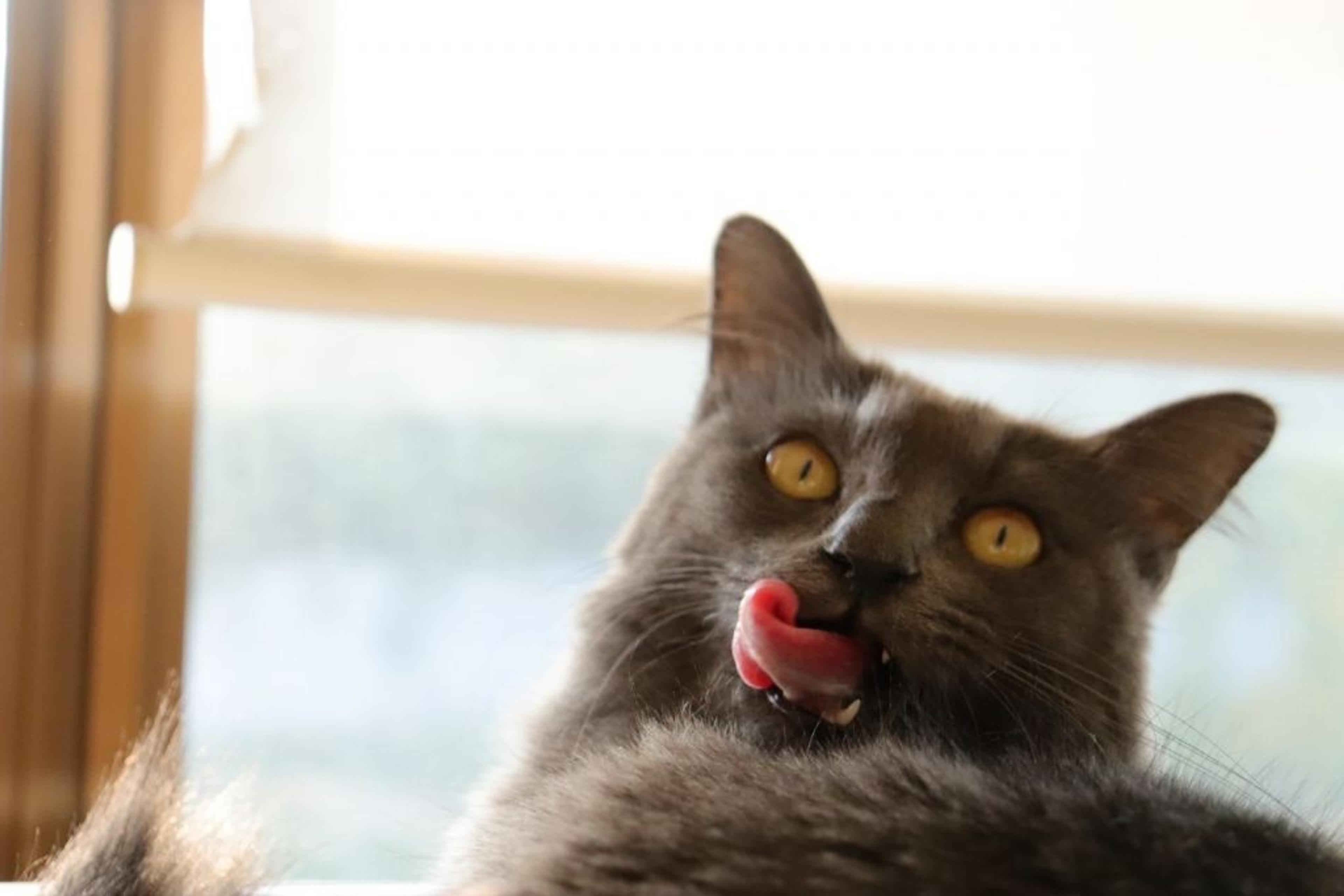 pet-image-7