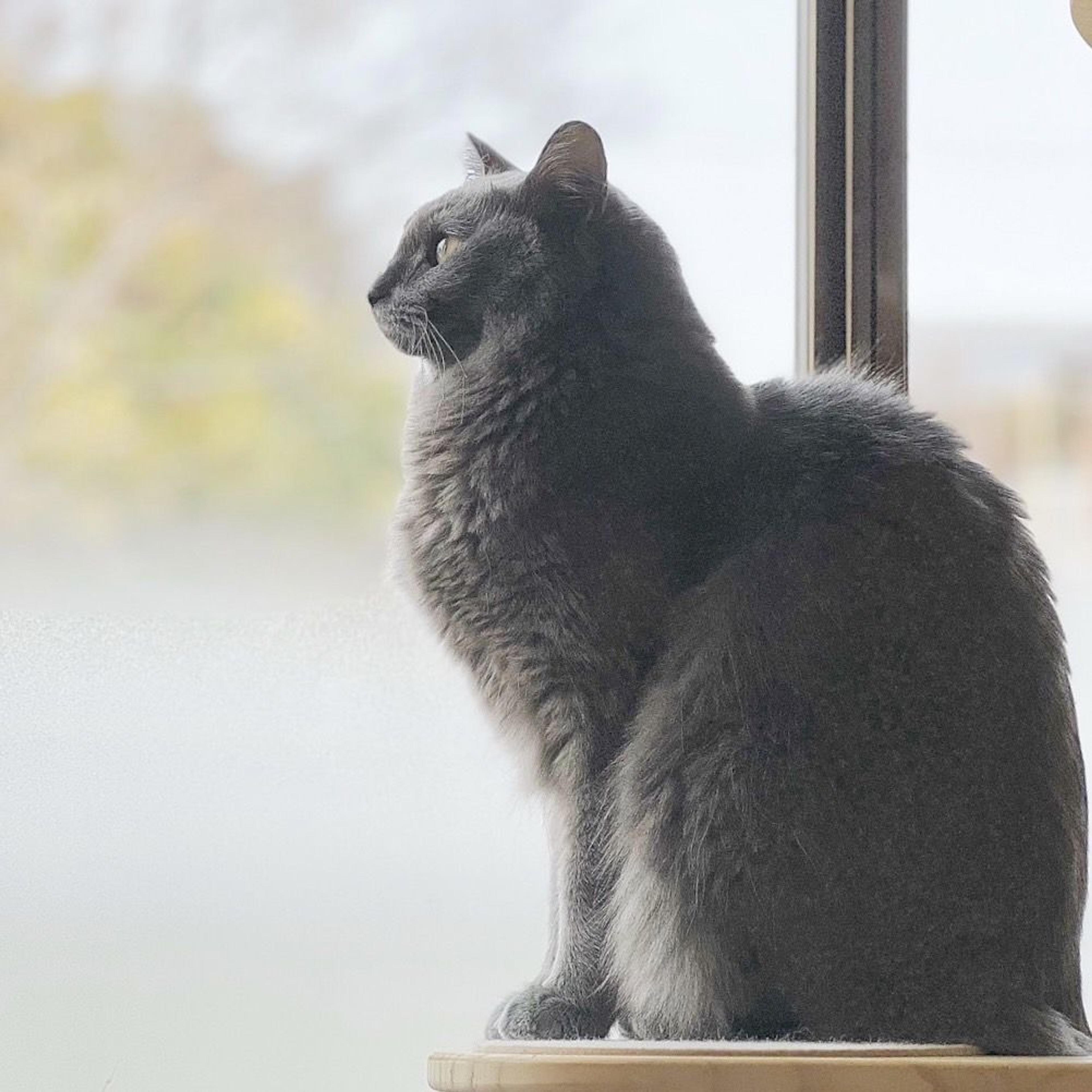 pet-image-8