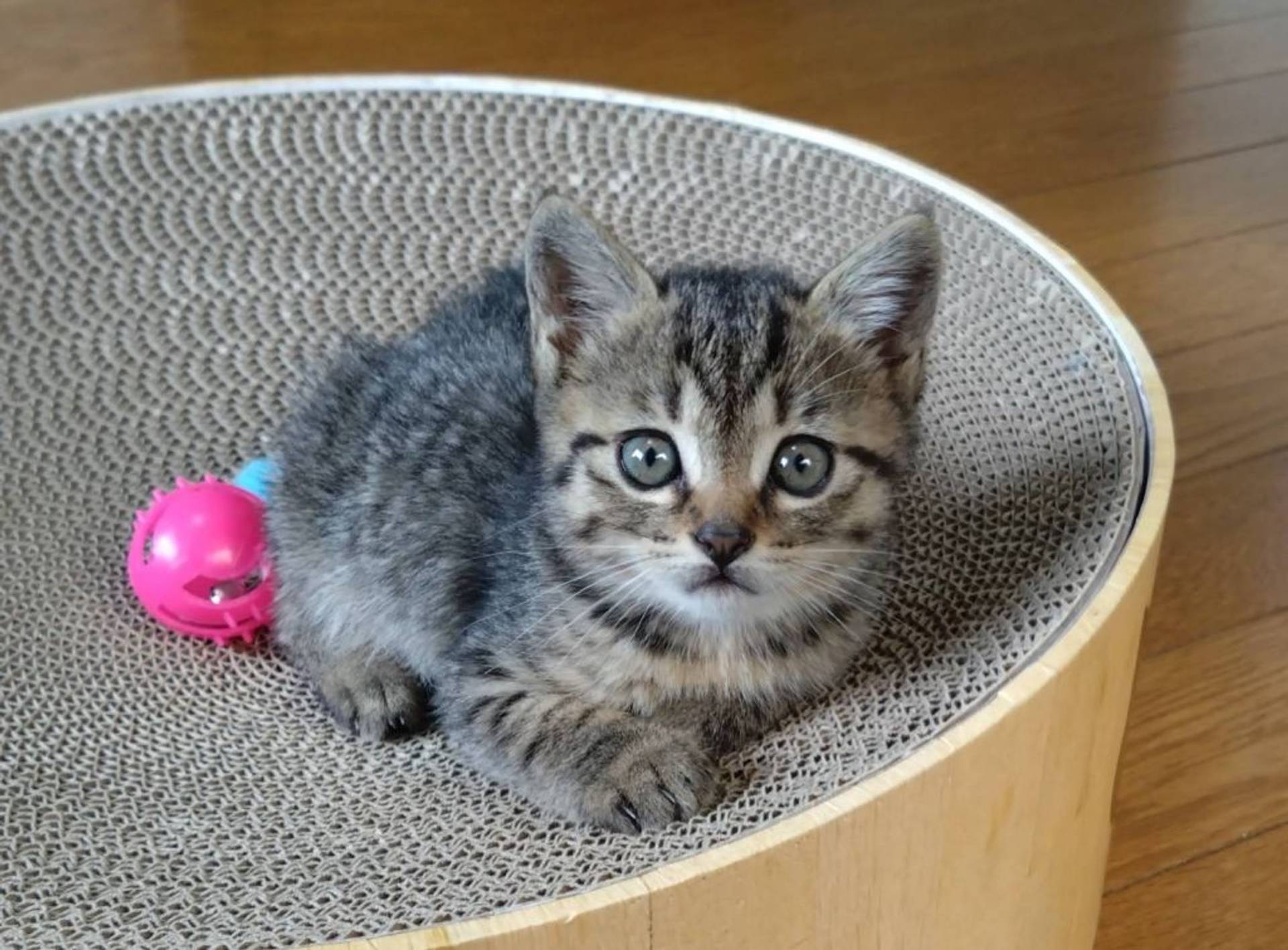 雑種（ミックス猫）・オスの里親募集の写真