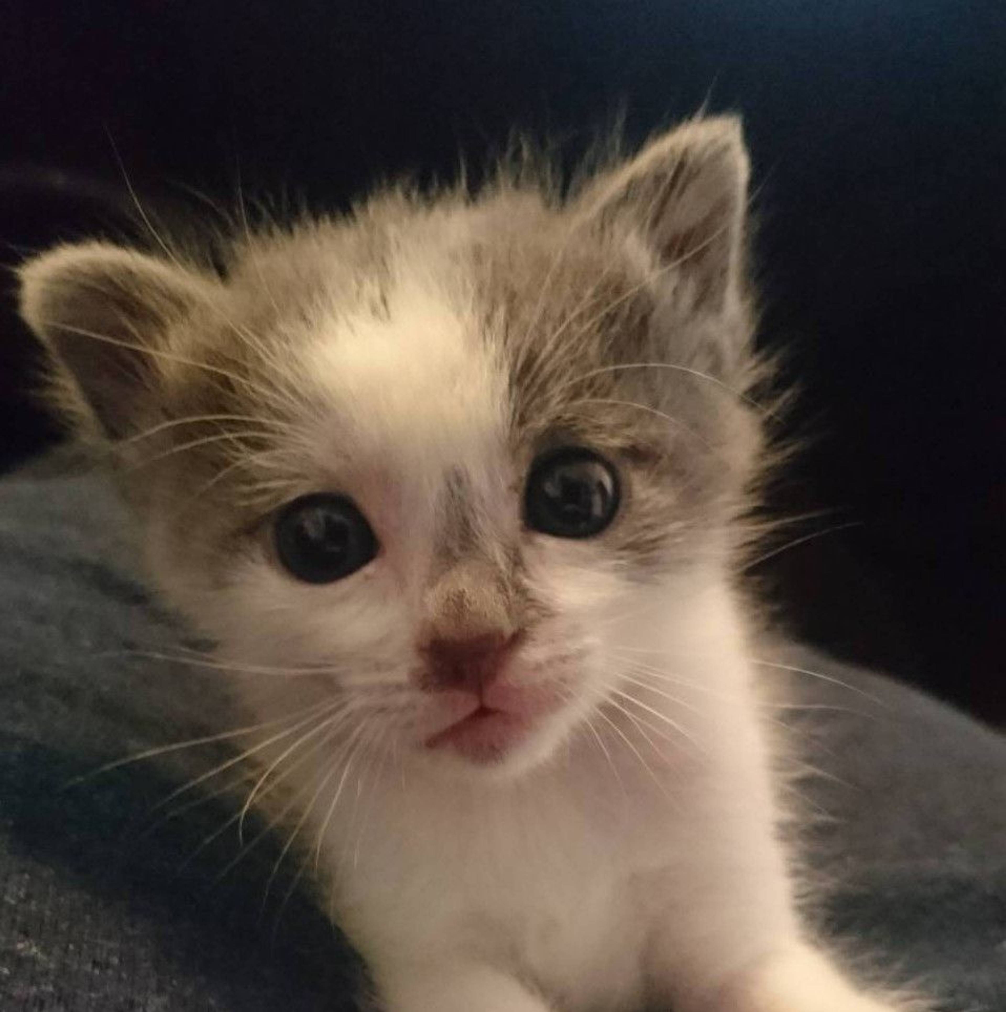 雑種（ミックス猫）・メスの里親募集の写真