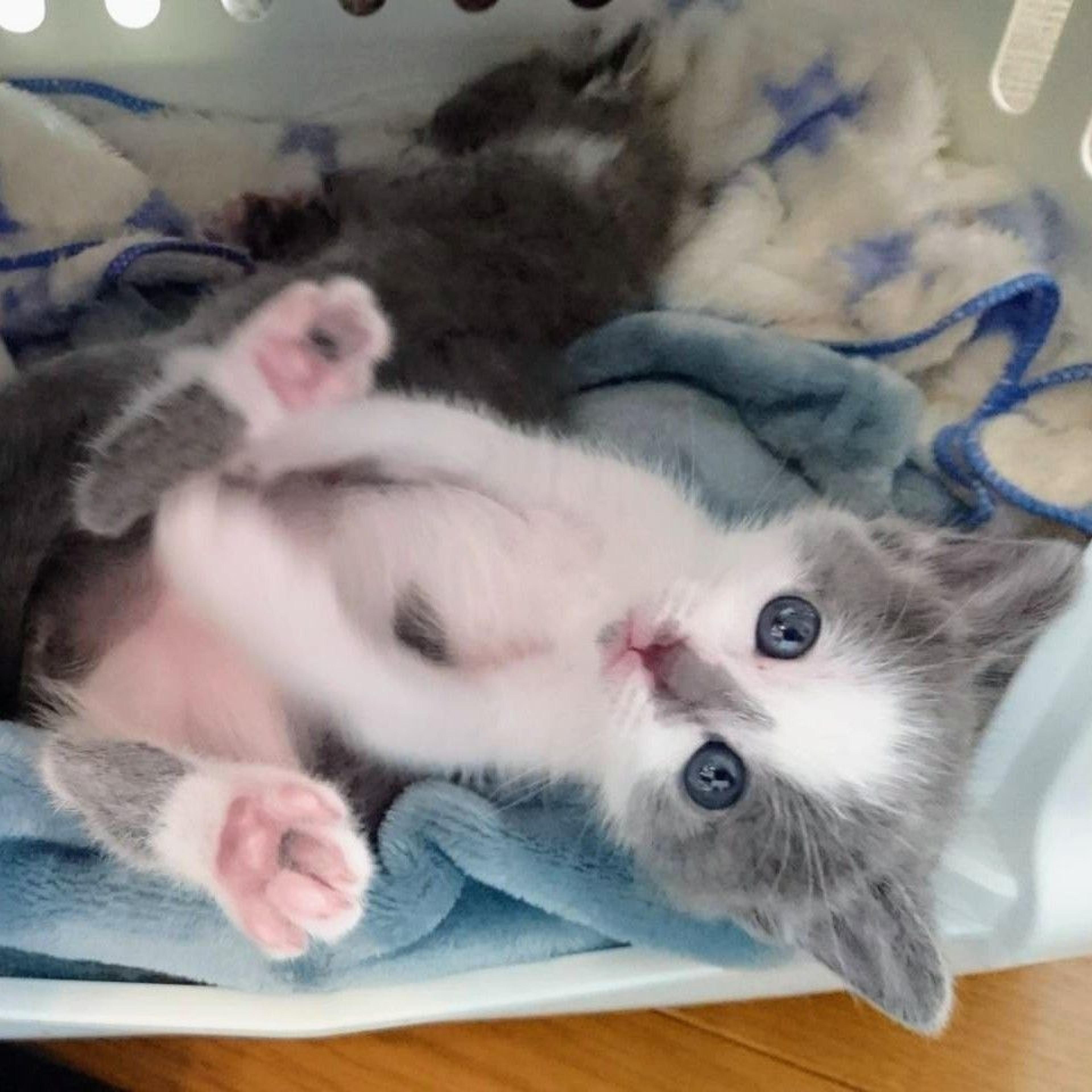 pet-image-3