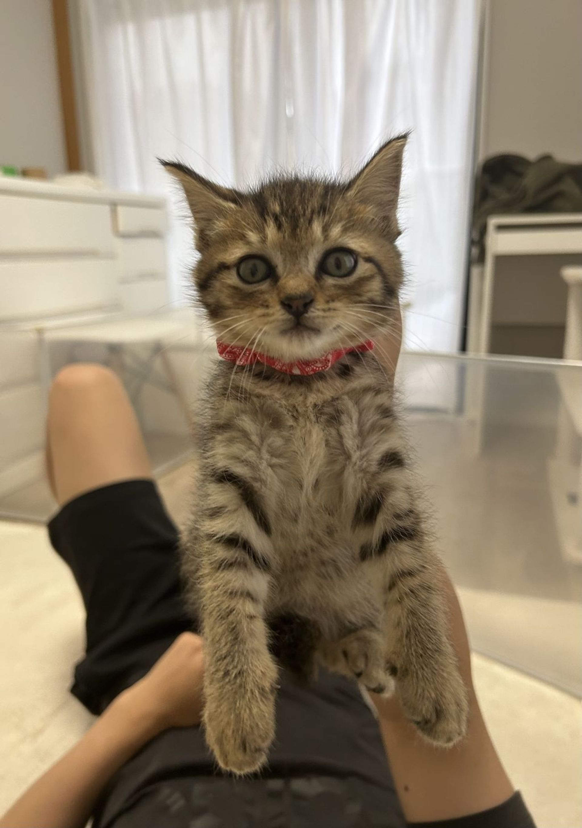 雑種（ミックス猫）・オスの里親募集の写真