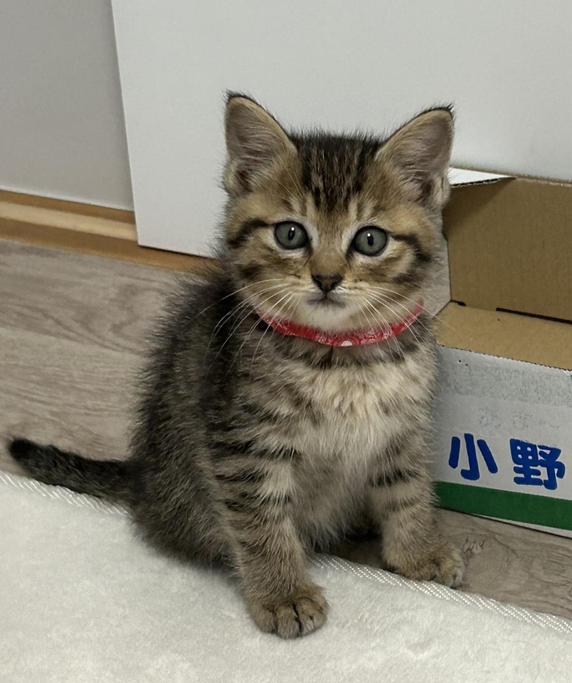 pet-image-2