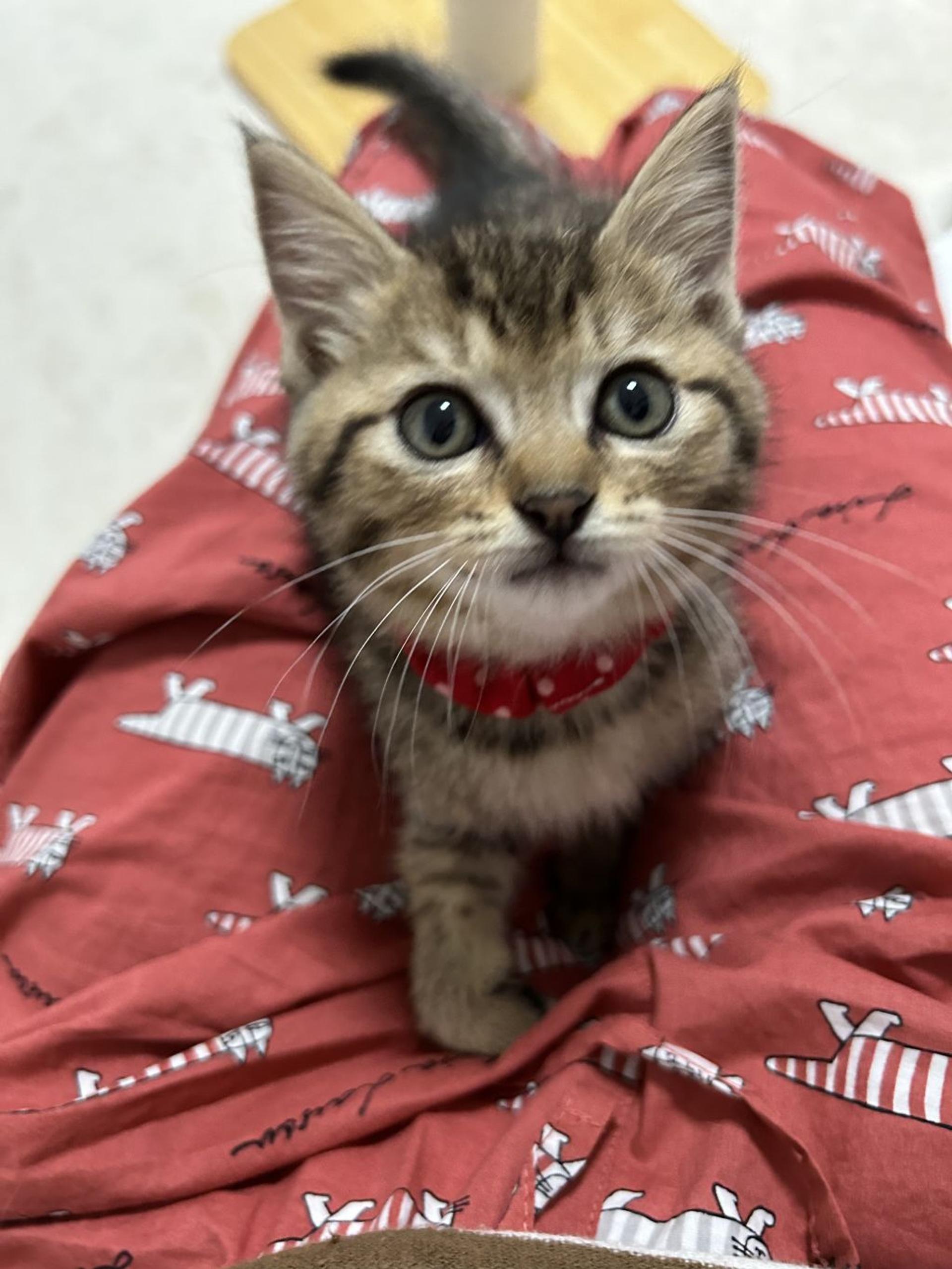 pet-image-3