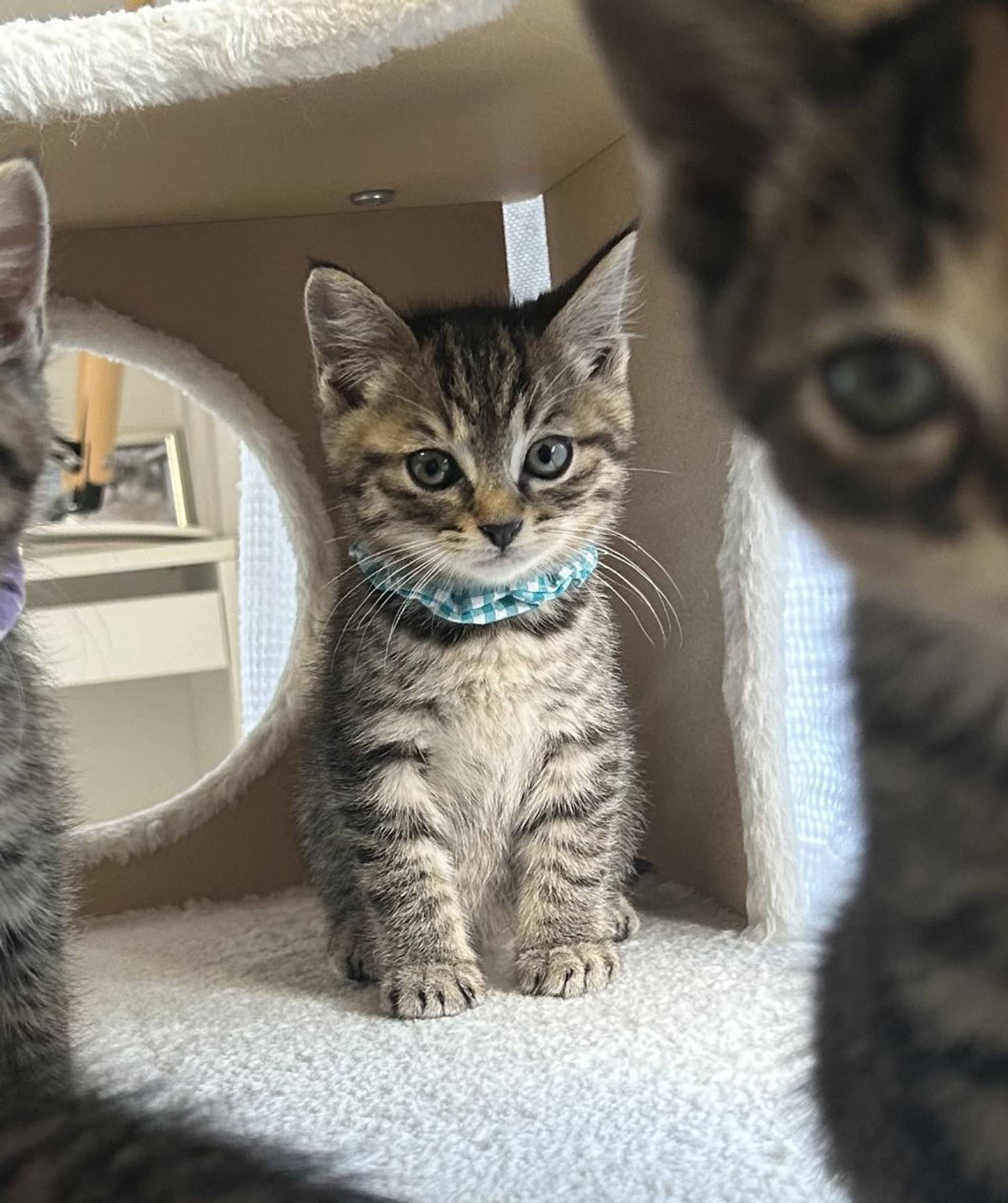 雑種（ミックス猫）・オスの里親募集の写真