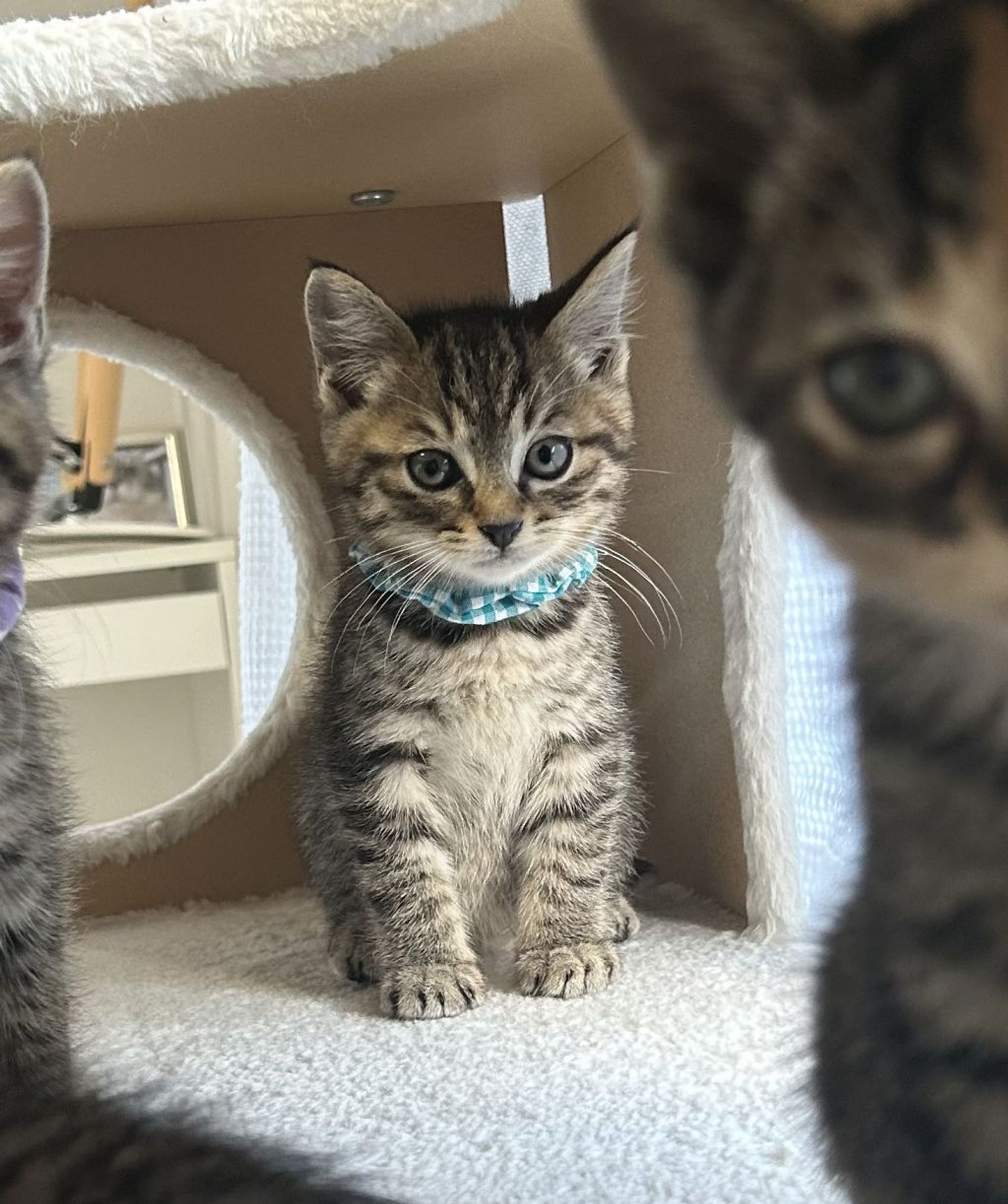 雑種（ミックス猫）・オスの里親募集の写真