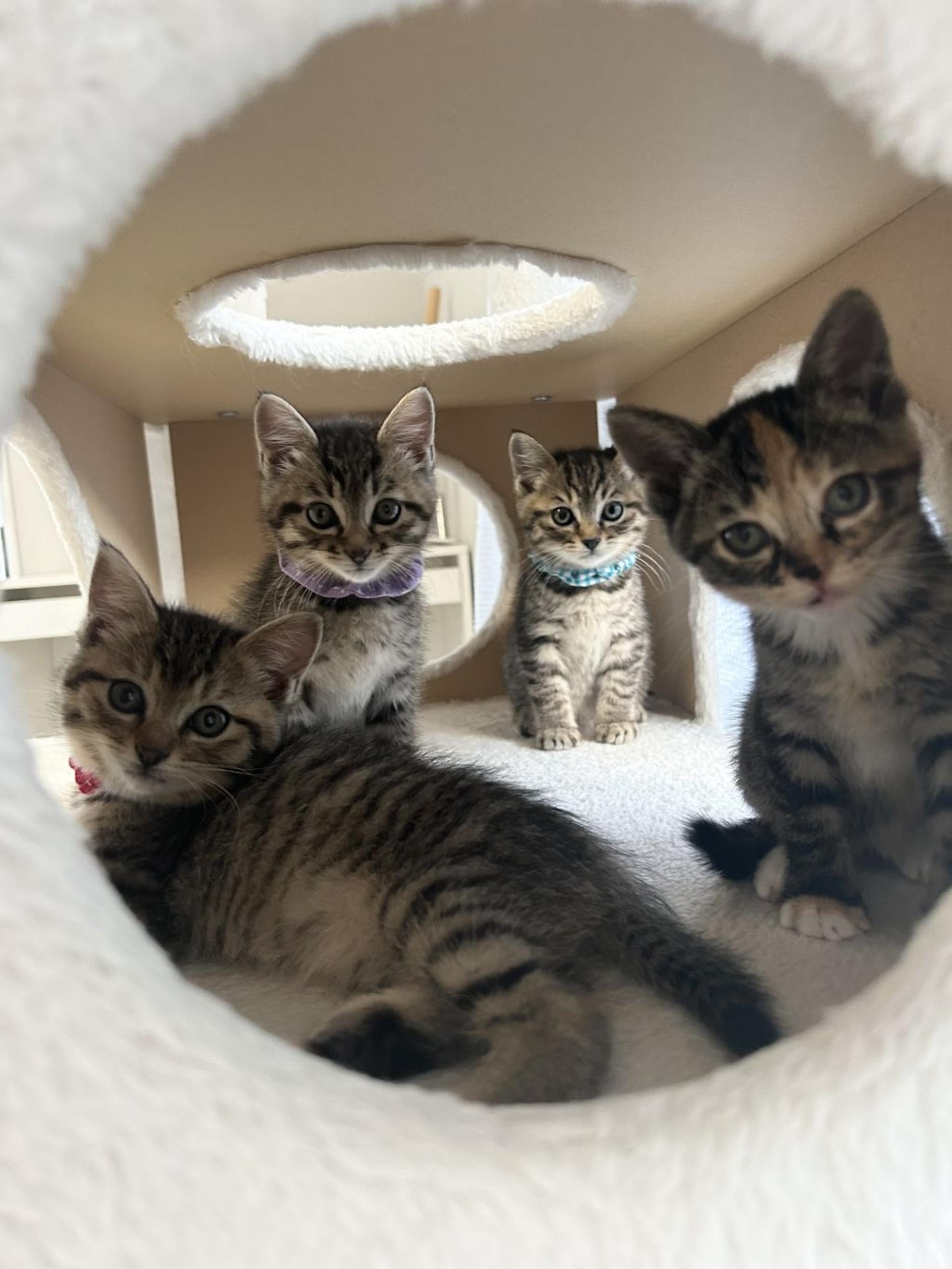 pet-image-4