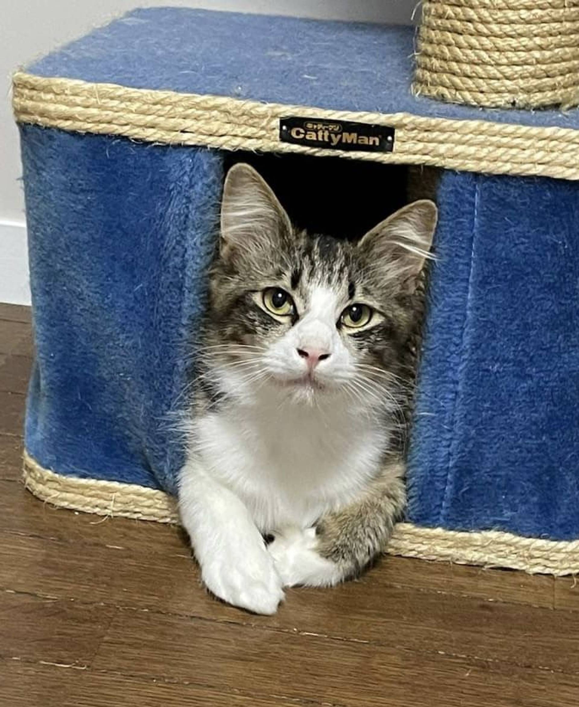 雑種（ミックス猫）・オスの里親募集の写真
