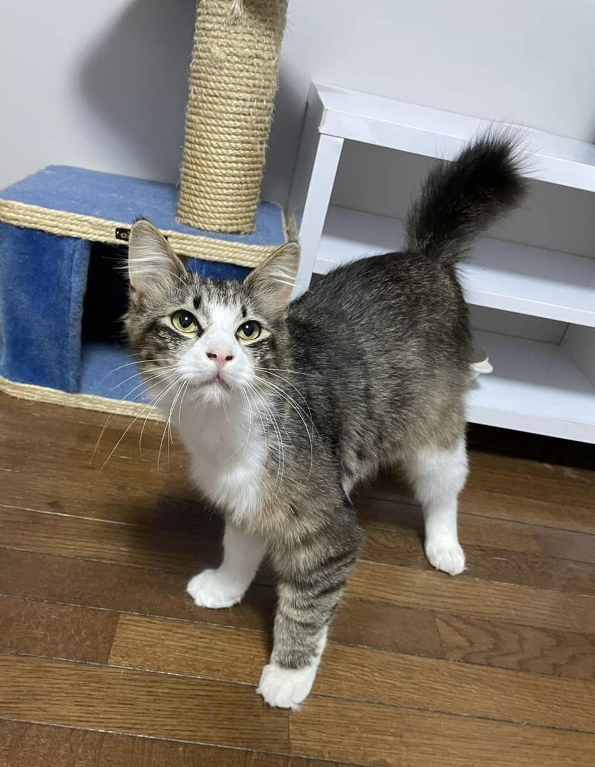 pet-image-2